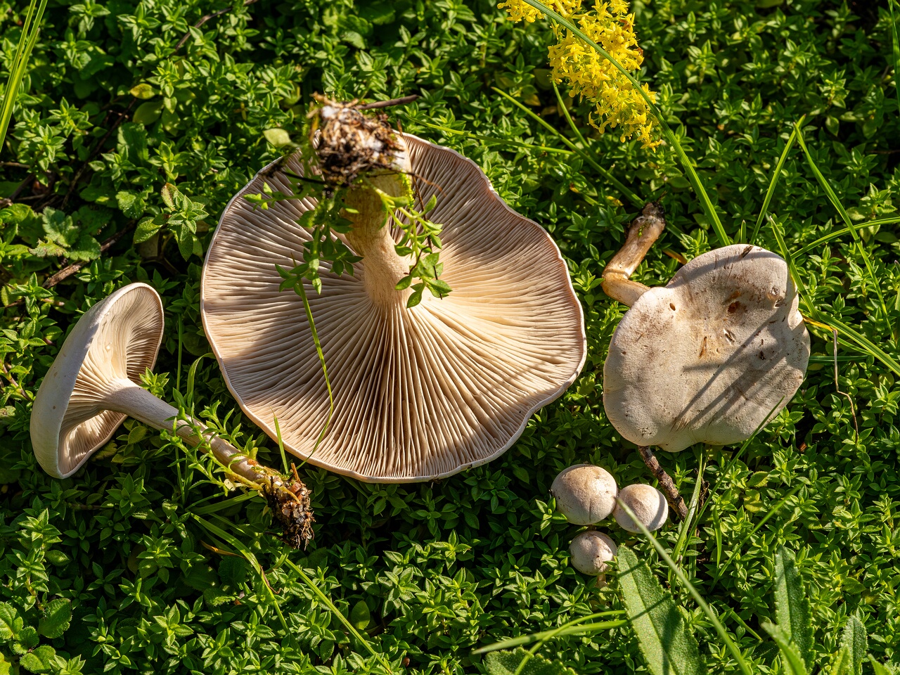 Сlitocybe rivulosa _2023-09-03_2-3