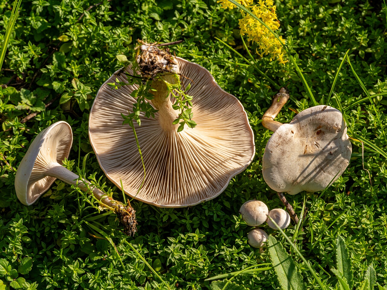 Сlitocybe rivulosa _2023-09-03_2-4