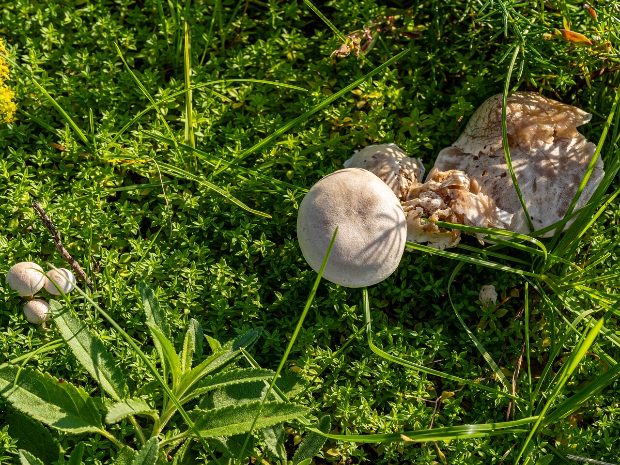 Сlitocybe rivulosa _2023-09-03_3-1