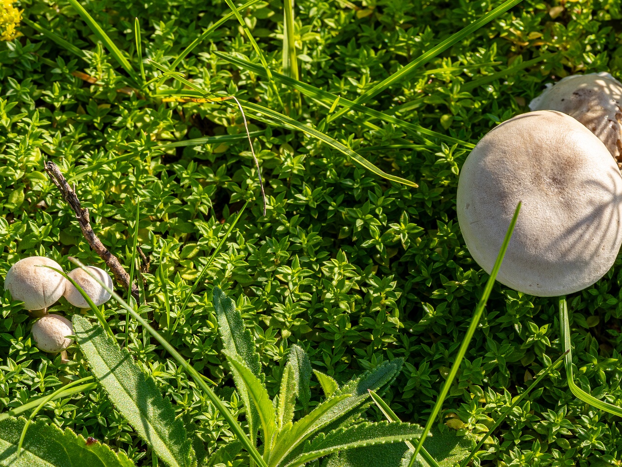 Сlitocybe rivulosa _2023-09-03_3-2