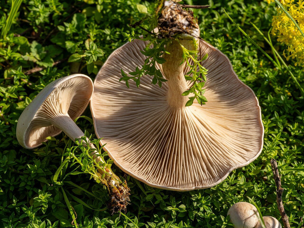Сlitocybe rivulosa _2023-09-03_3-4