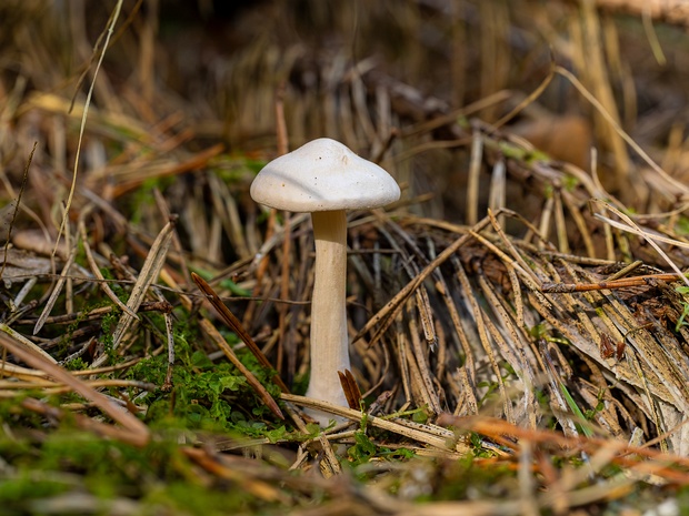 Говорушка листолюбивая - Clitocybe phyllophila