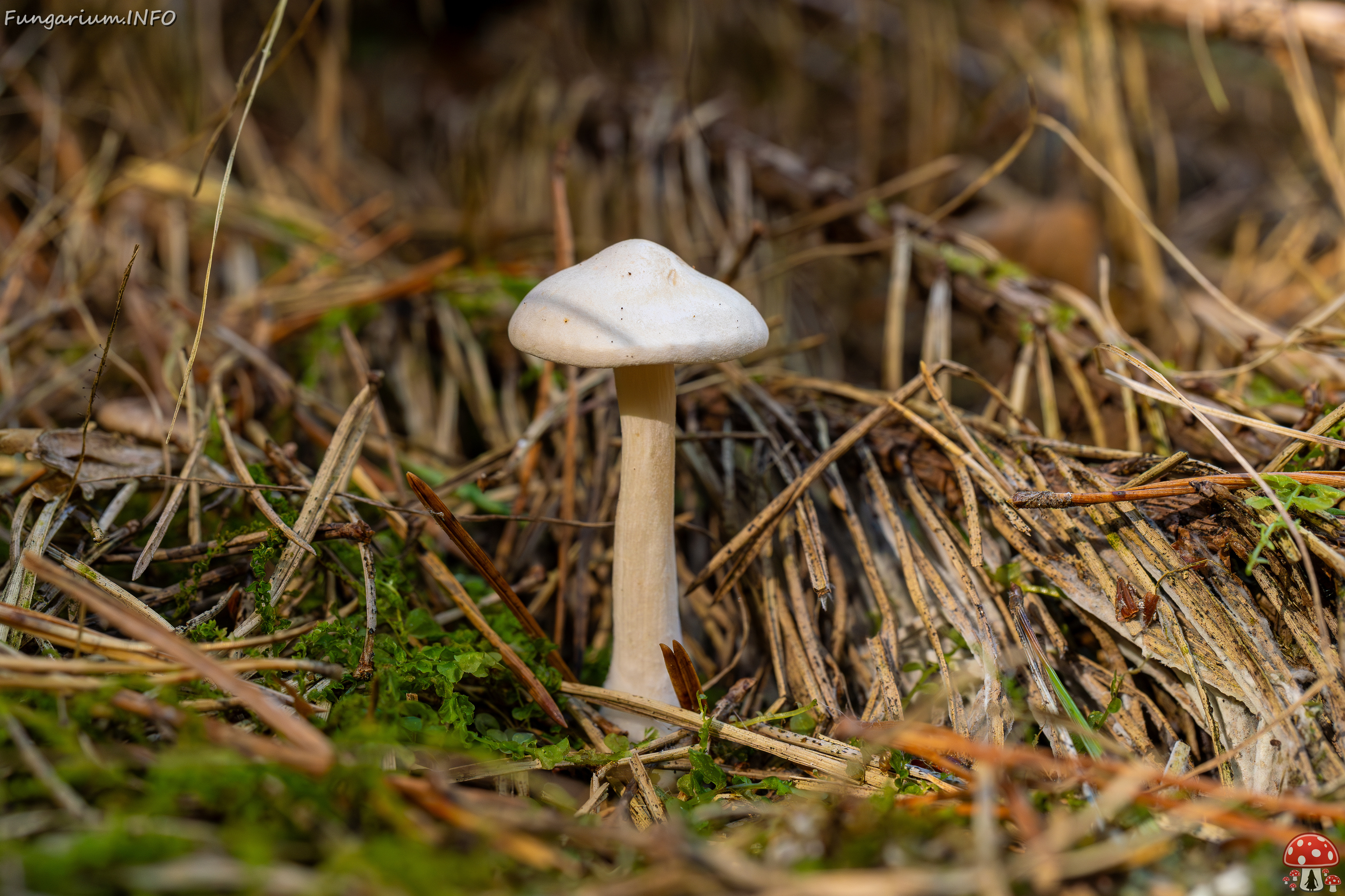 !clitocybe-phyllophila_1-11 