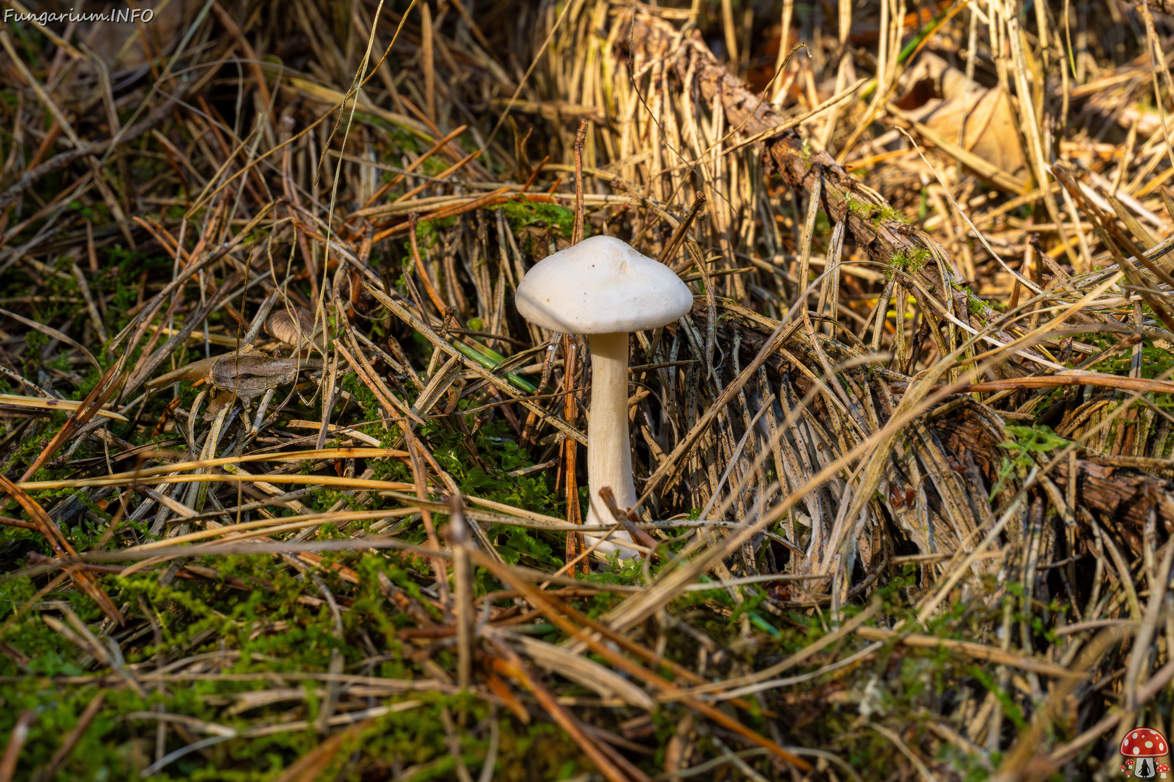 clitocybe-phyllophila_1-1 