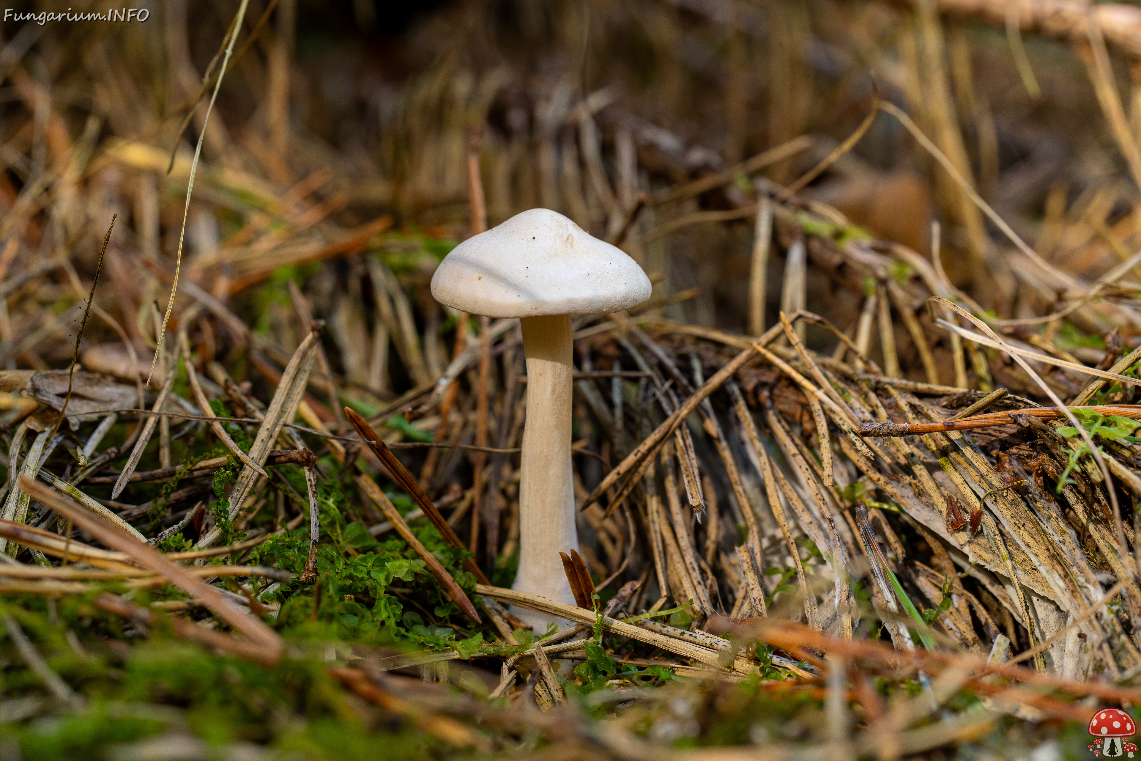 clitocybe-phyllophila_1-10 