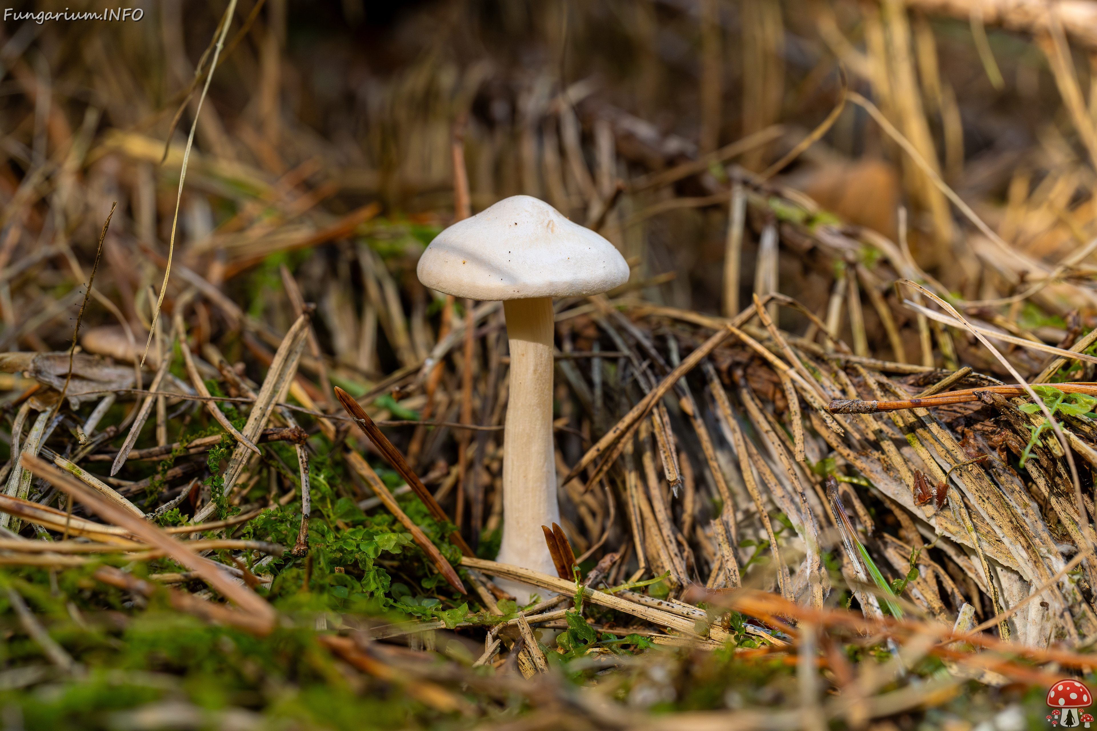 clitocybe-phyllophila_1-13 