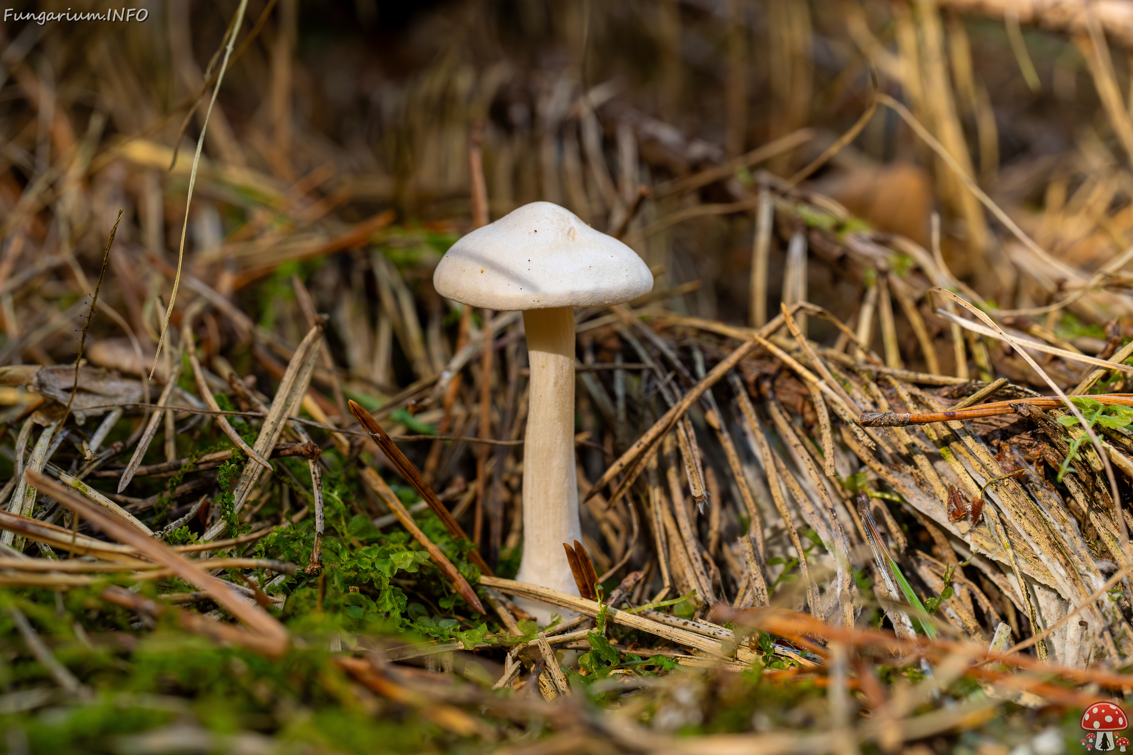 clitocybe-phyllophila_1-14 