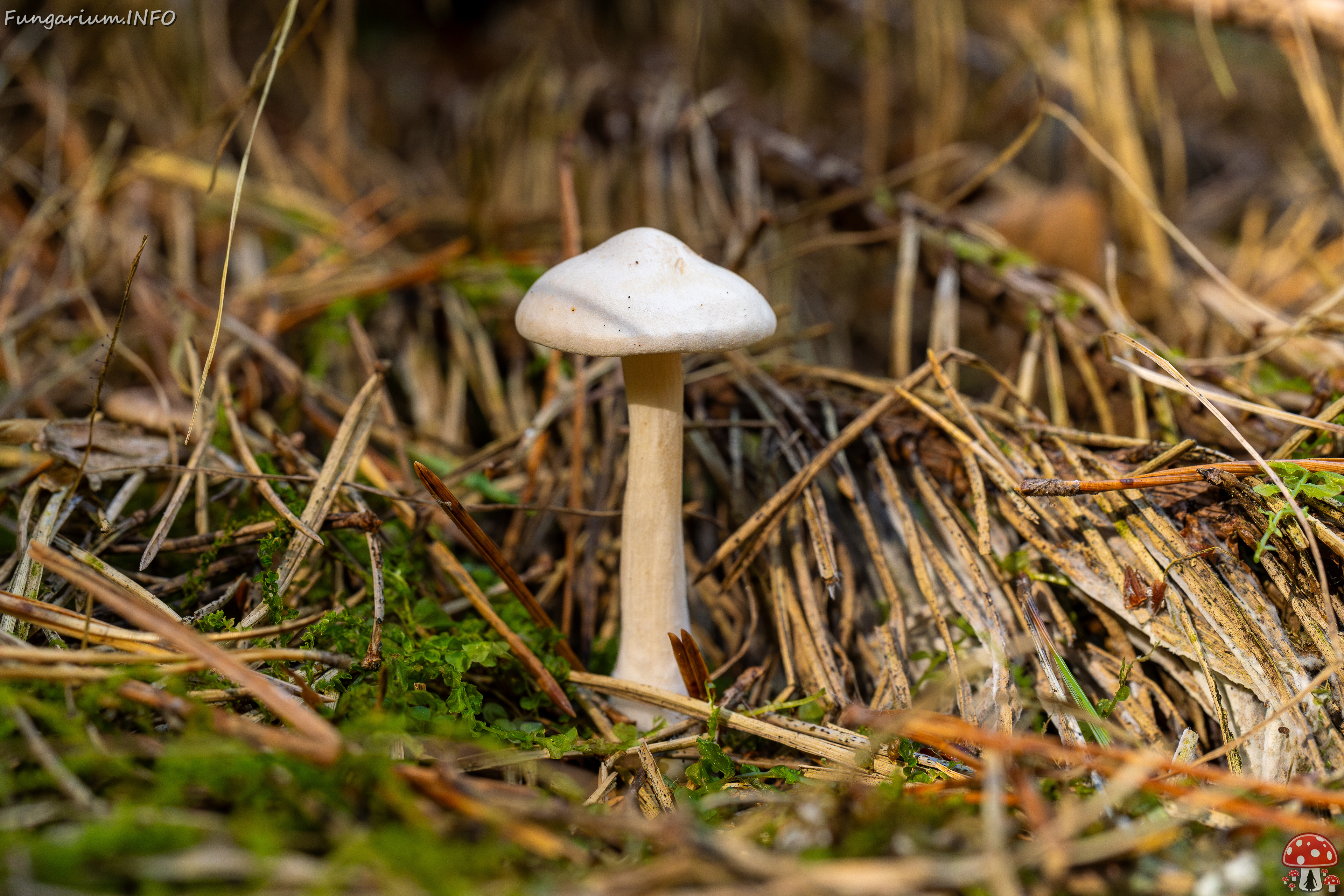 clitocybe-phyllophila_1-16 