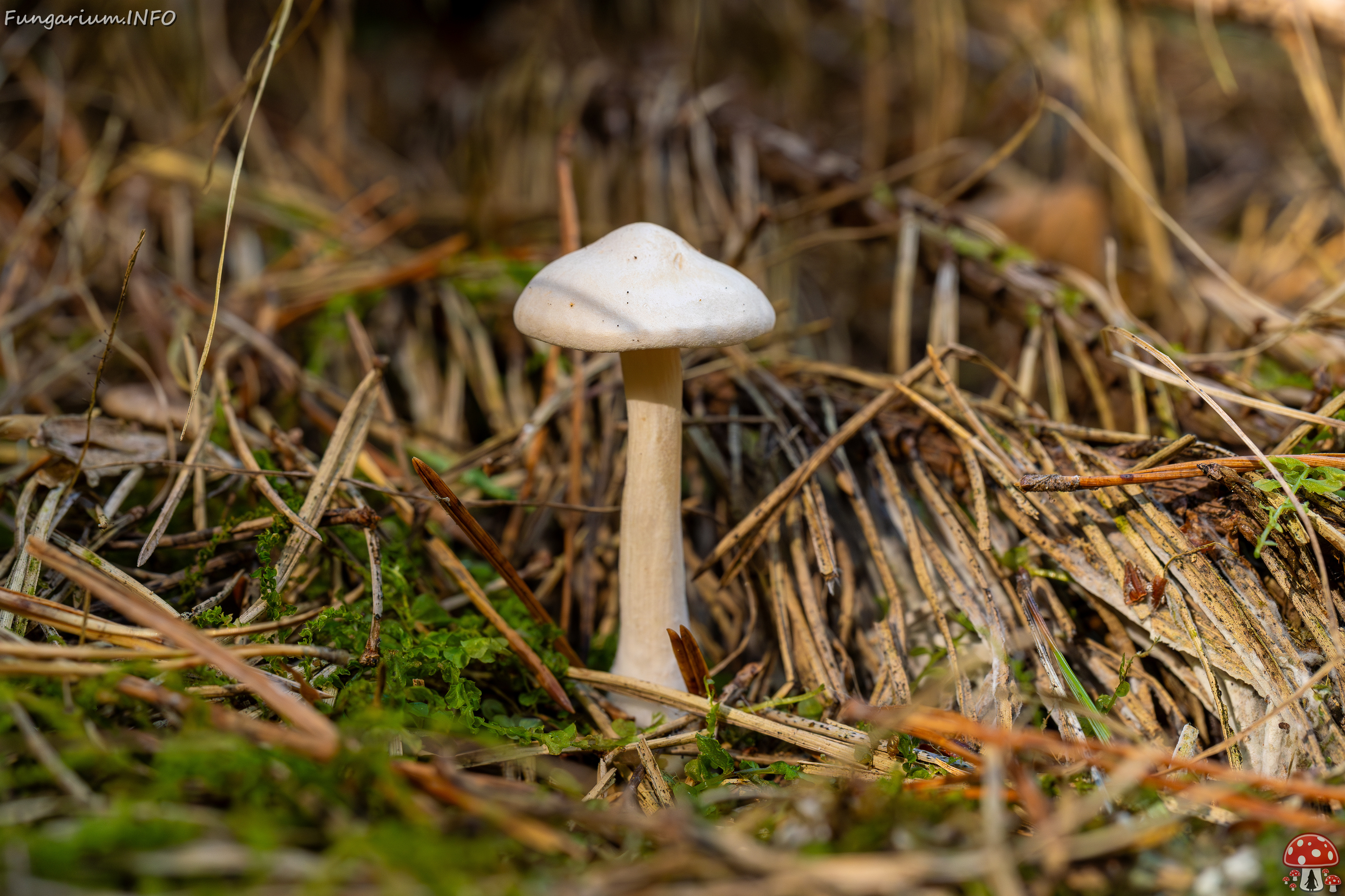 clitocybe-phyllophila_1-17 