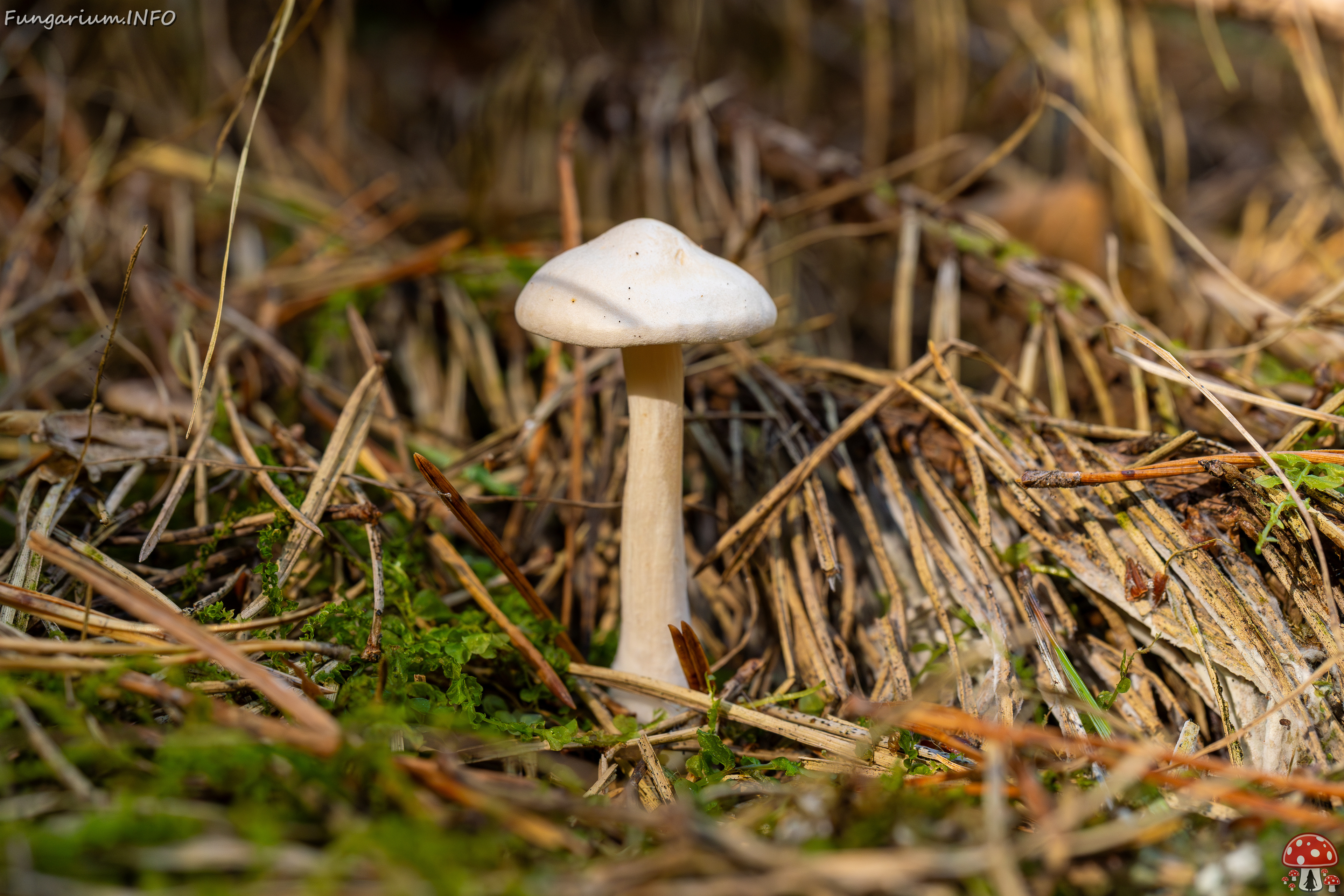 clitocybe-phyllophila_1-18 