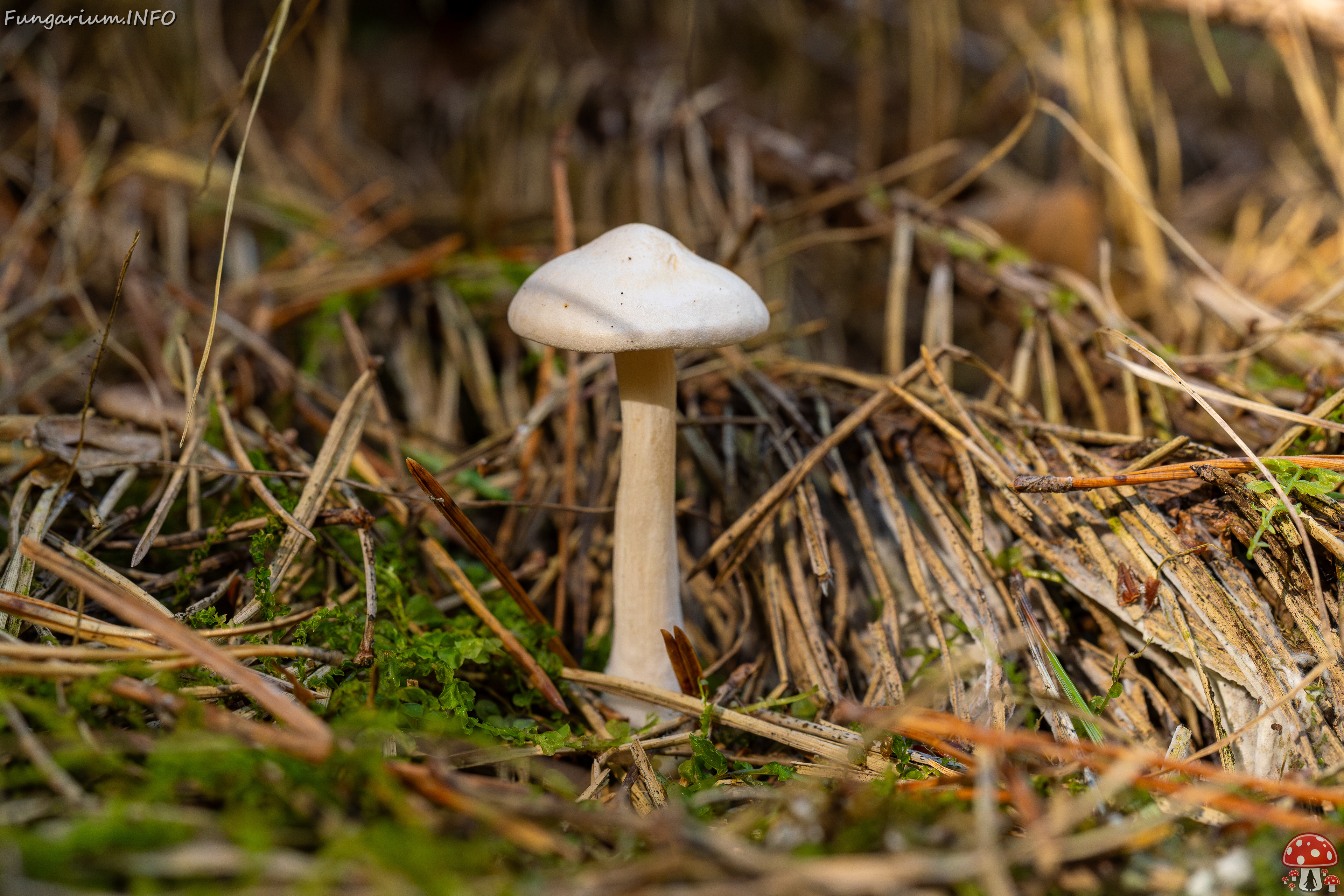 clitocybe-phyllophila_1-19 