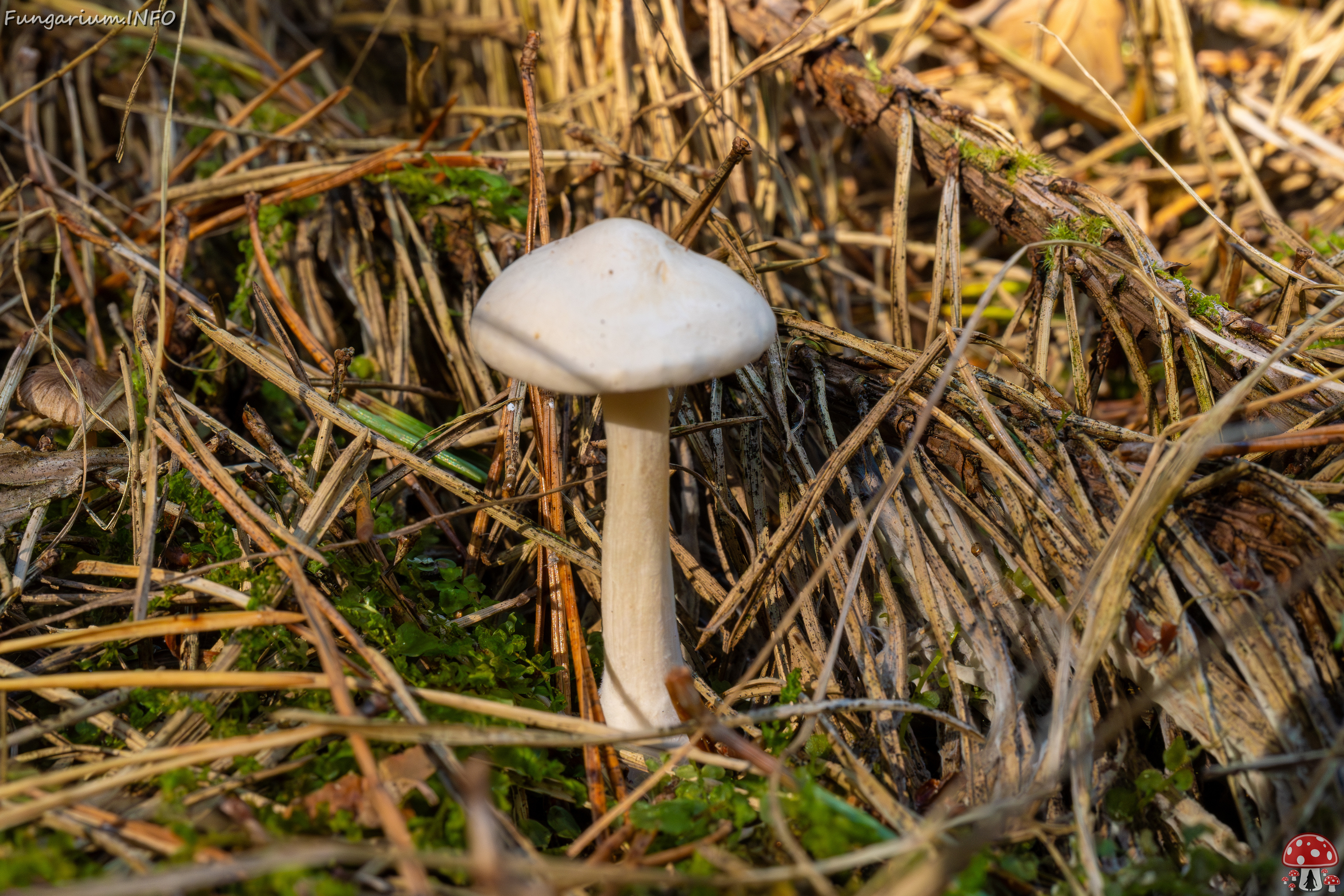 clitocybe-phyllophila_1-2 