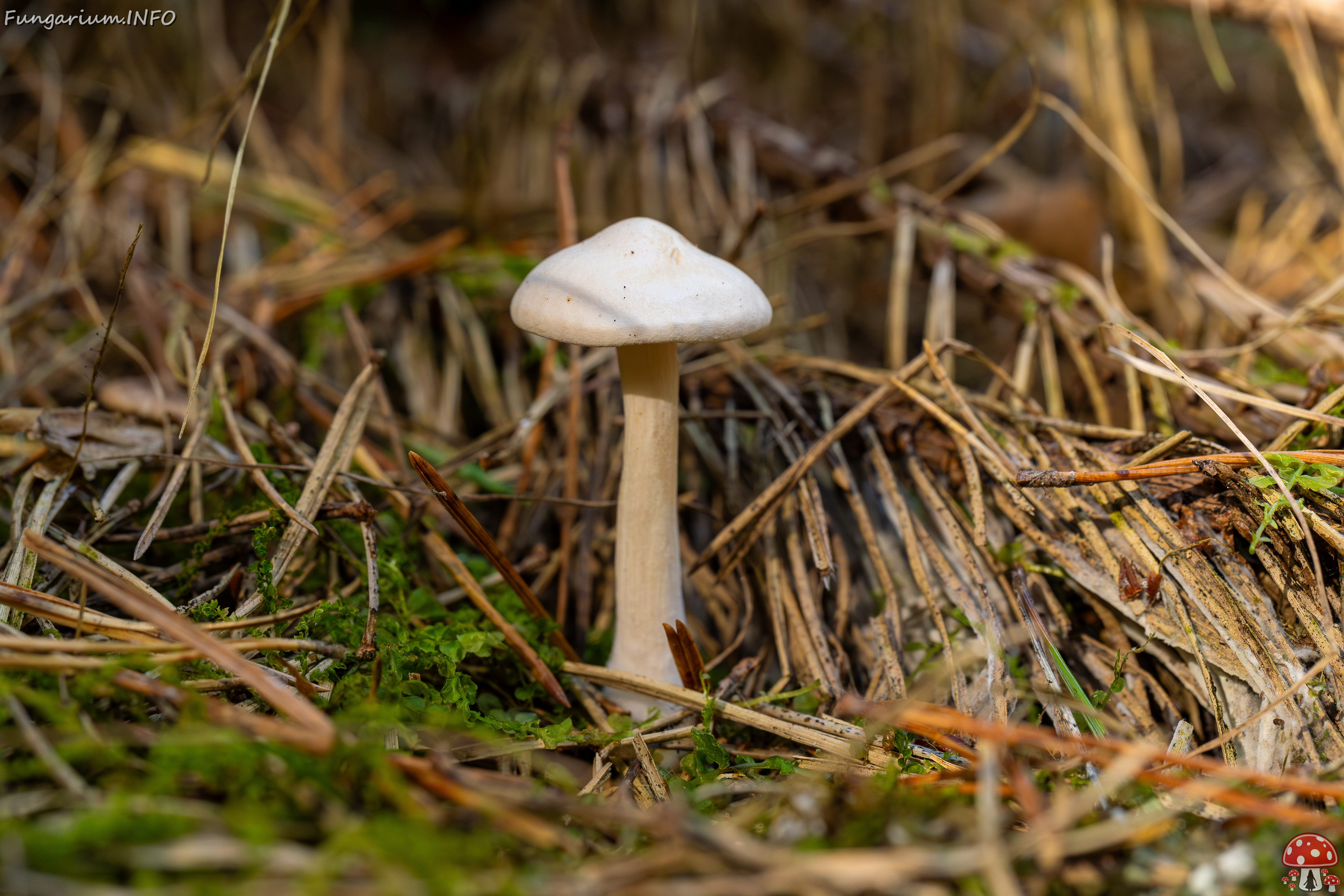 clitocybe-phyllophila_1-20 