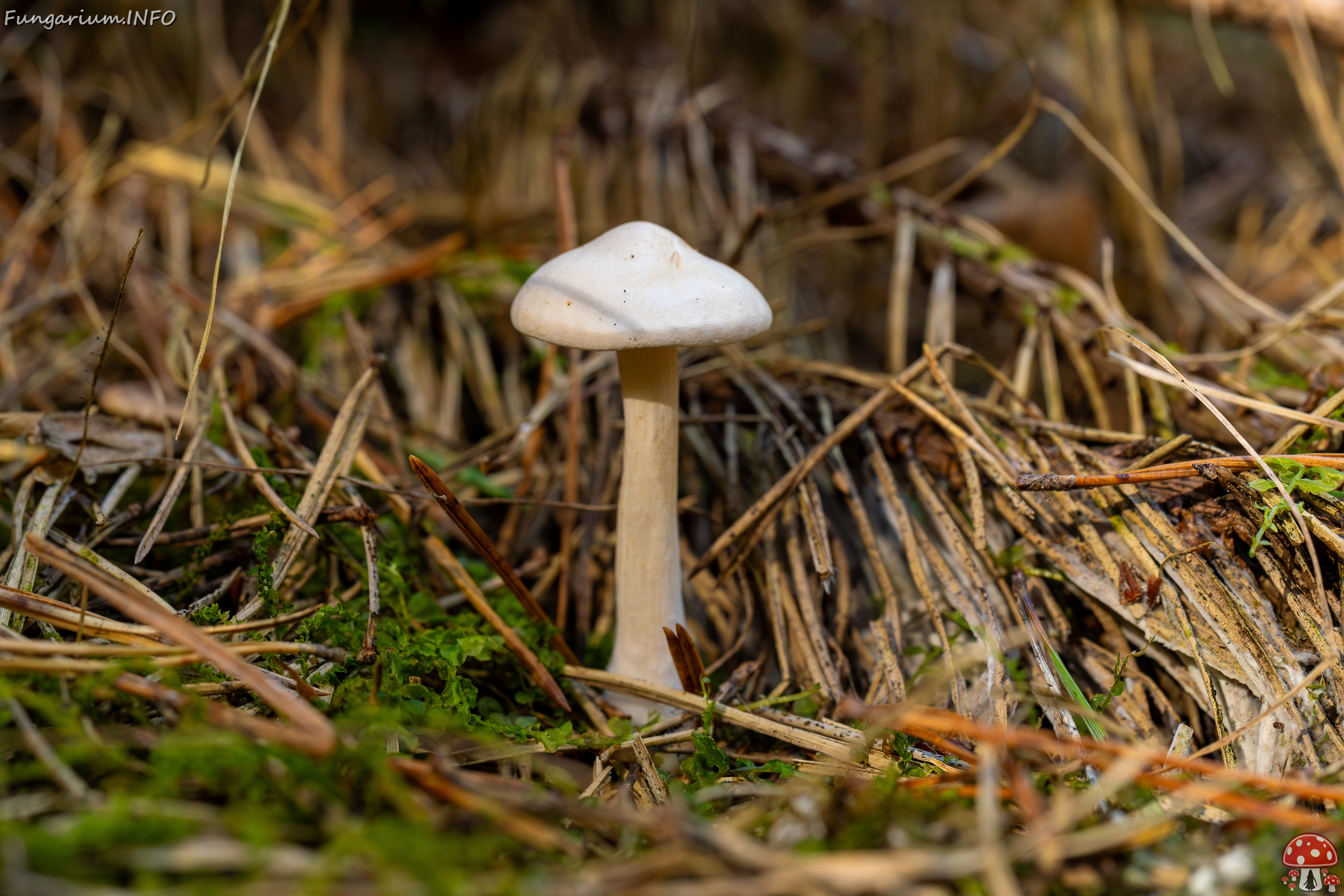 clitocybe-phyllophila_1-21 