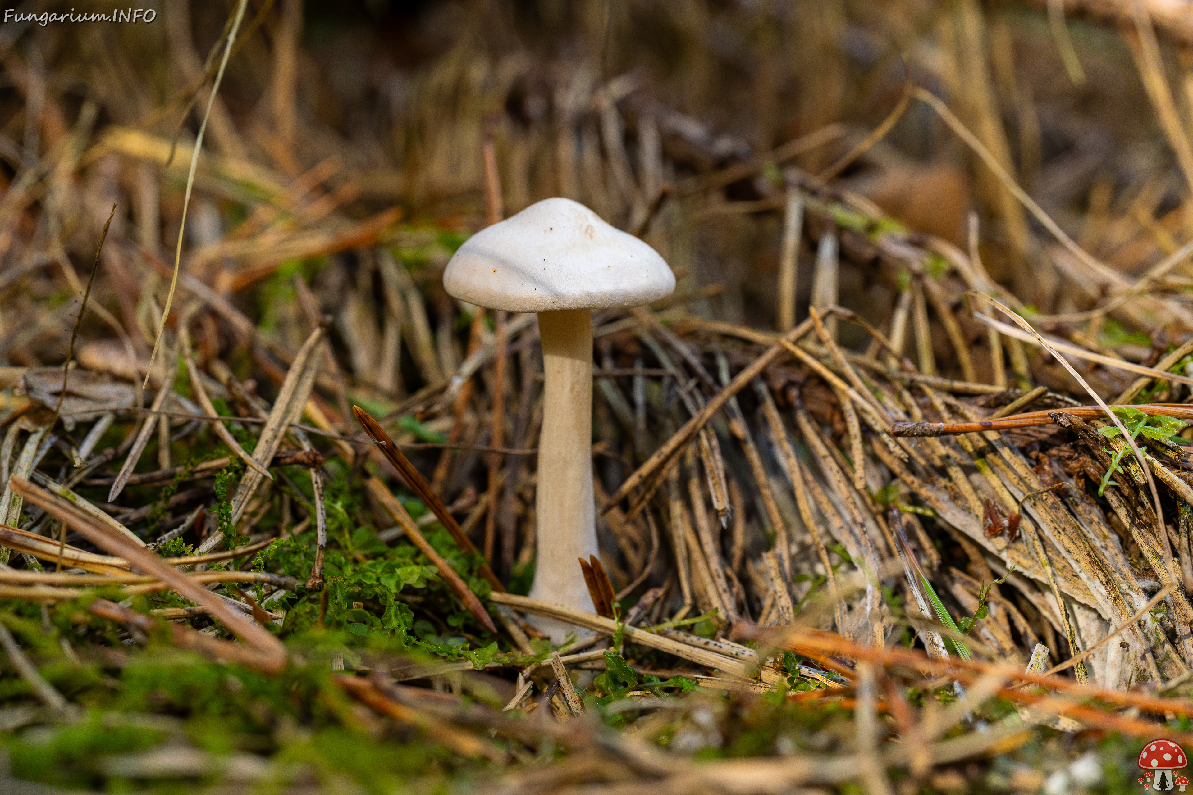 clitocybe-phyllophila_1-22 