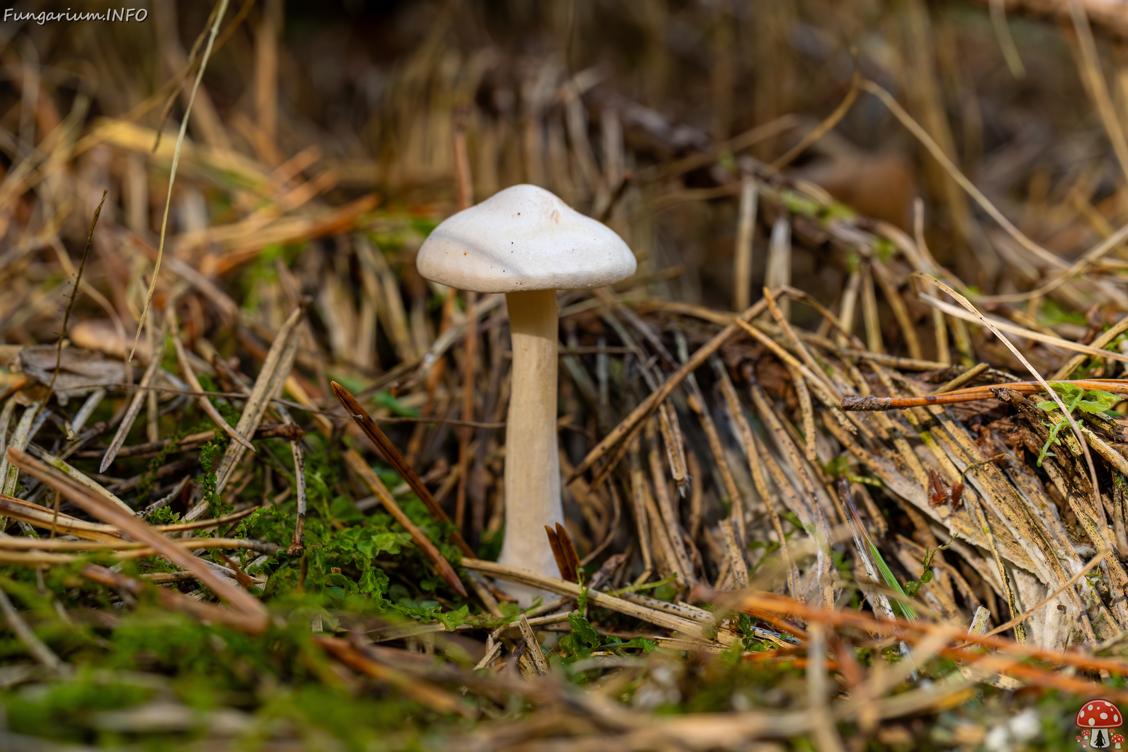 clitocybe-phyllophila_1-23 