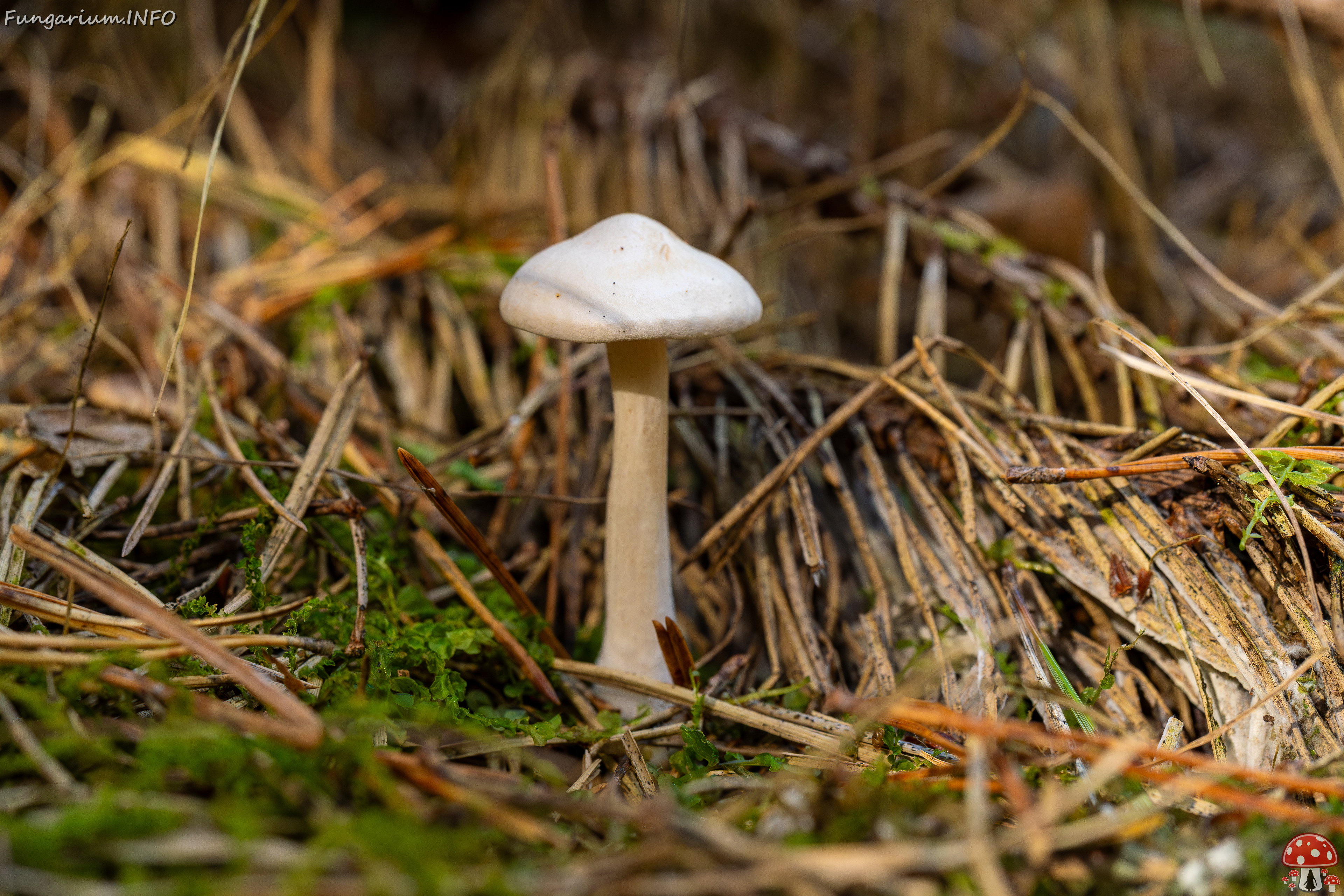 clitocybe-phyllophila_1-24 