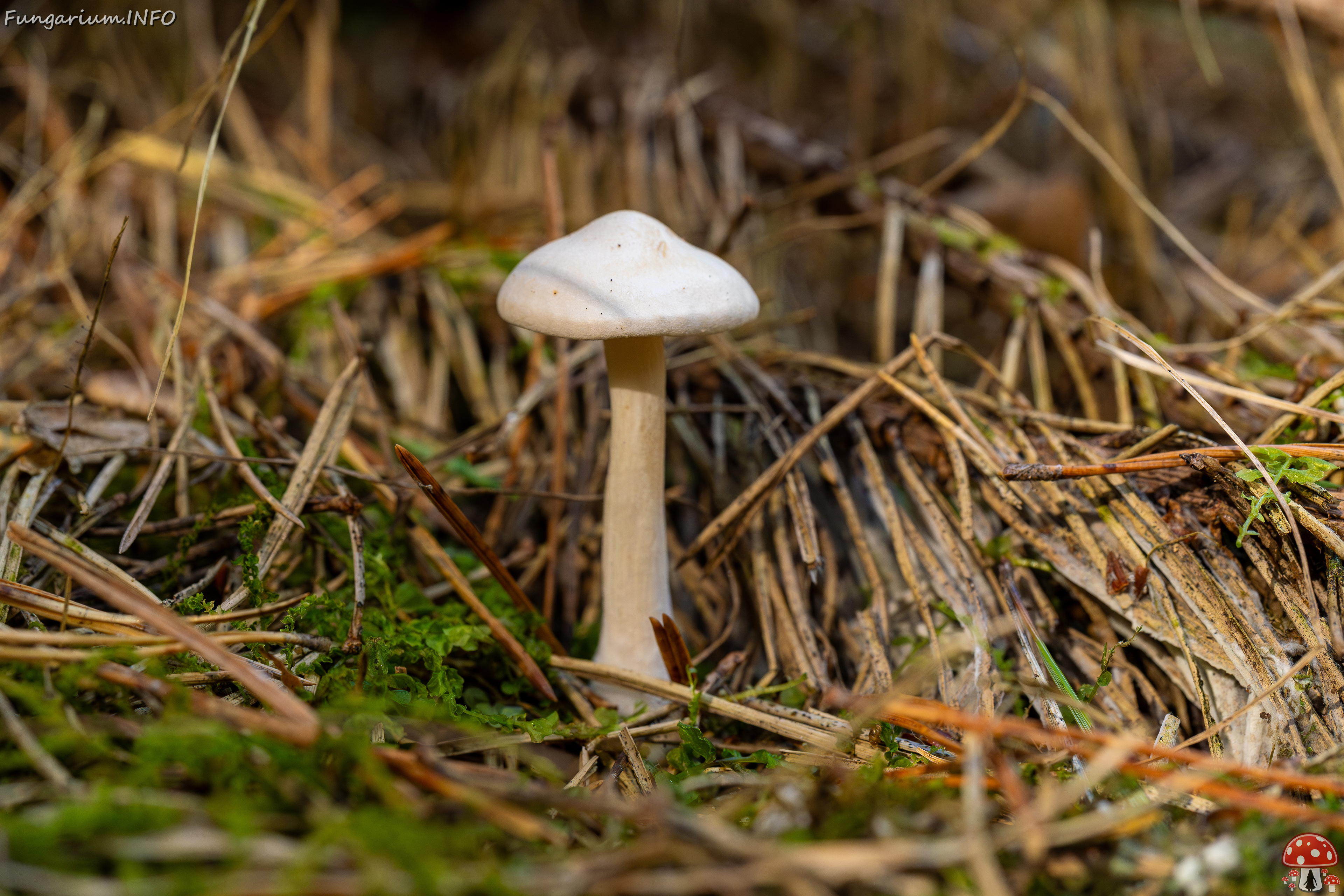 clitocybe-phyllophila_1-25 