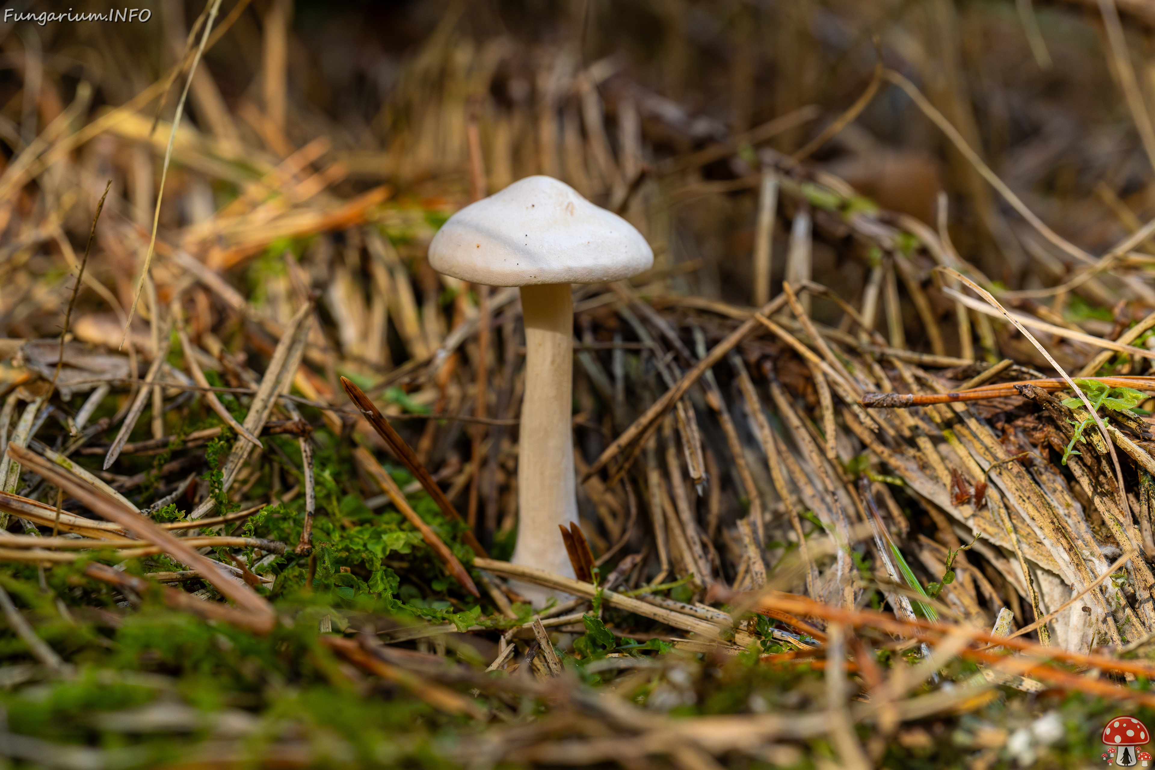 clitocybe-phyllophila_1-27 