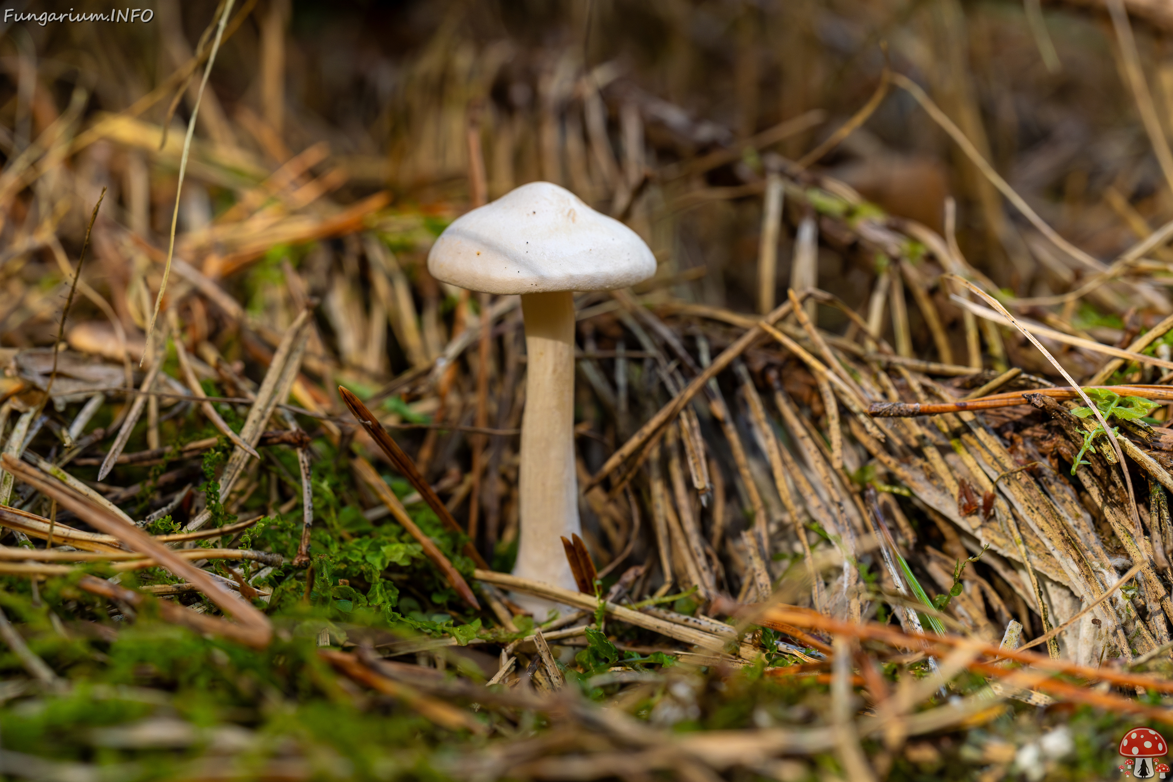 clitocybe-phyllophila_1-28 