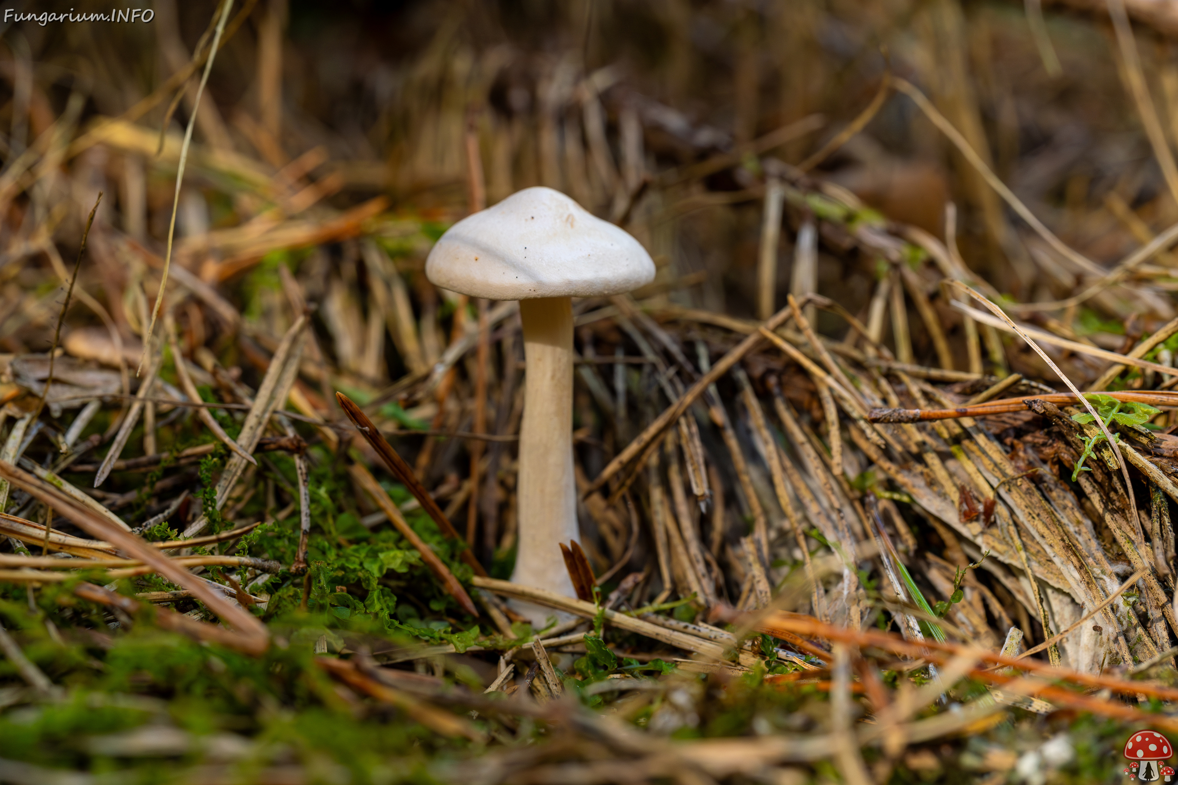 clitocybe-phyllophila_1-29 