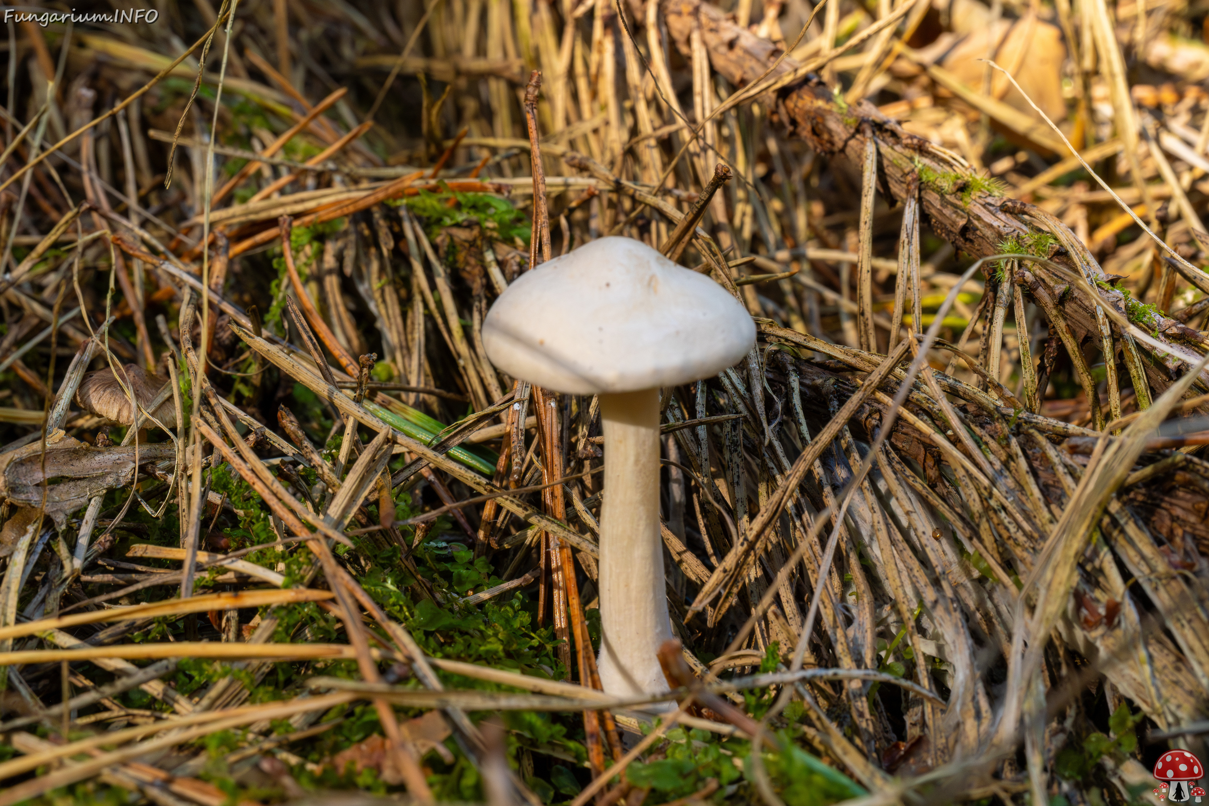 clitocybe-phyllophila_1-3 