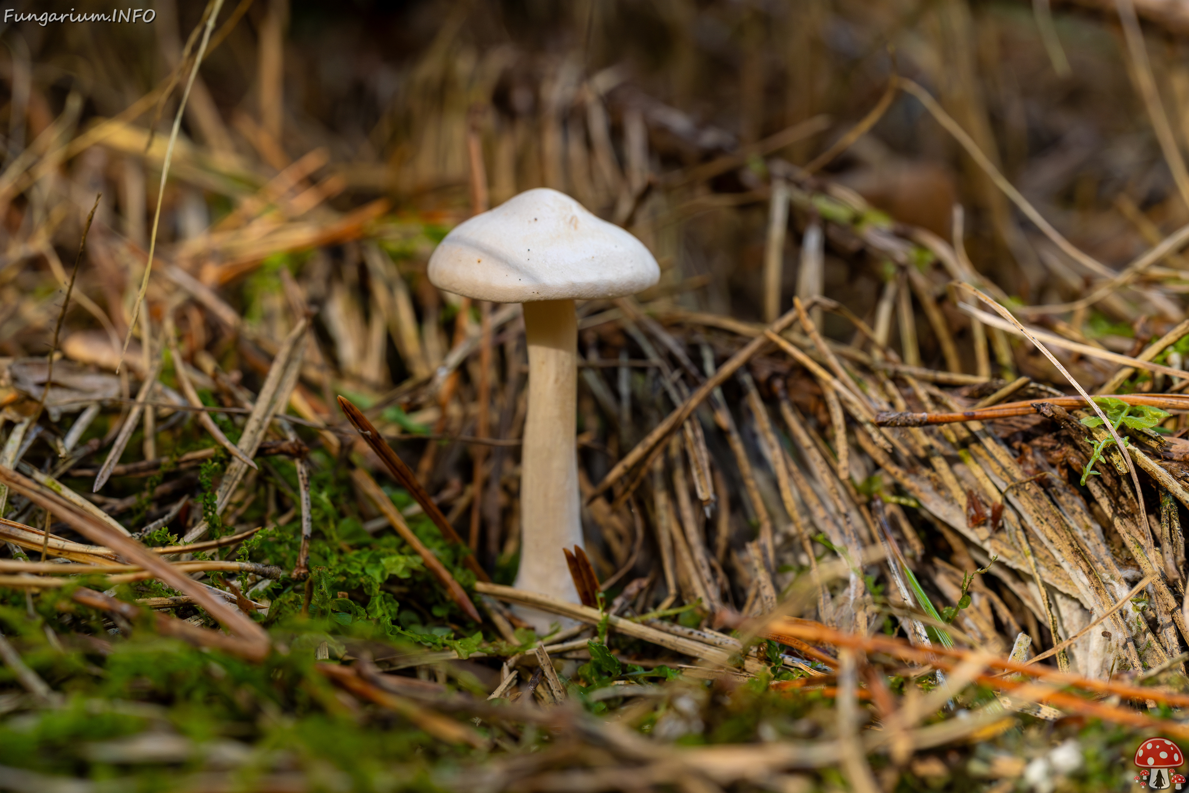 clitocybe-phyllophila_1-30 