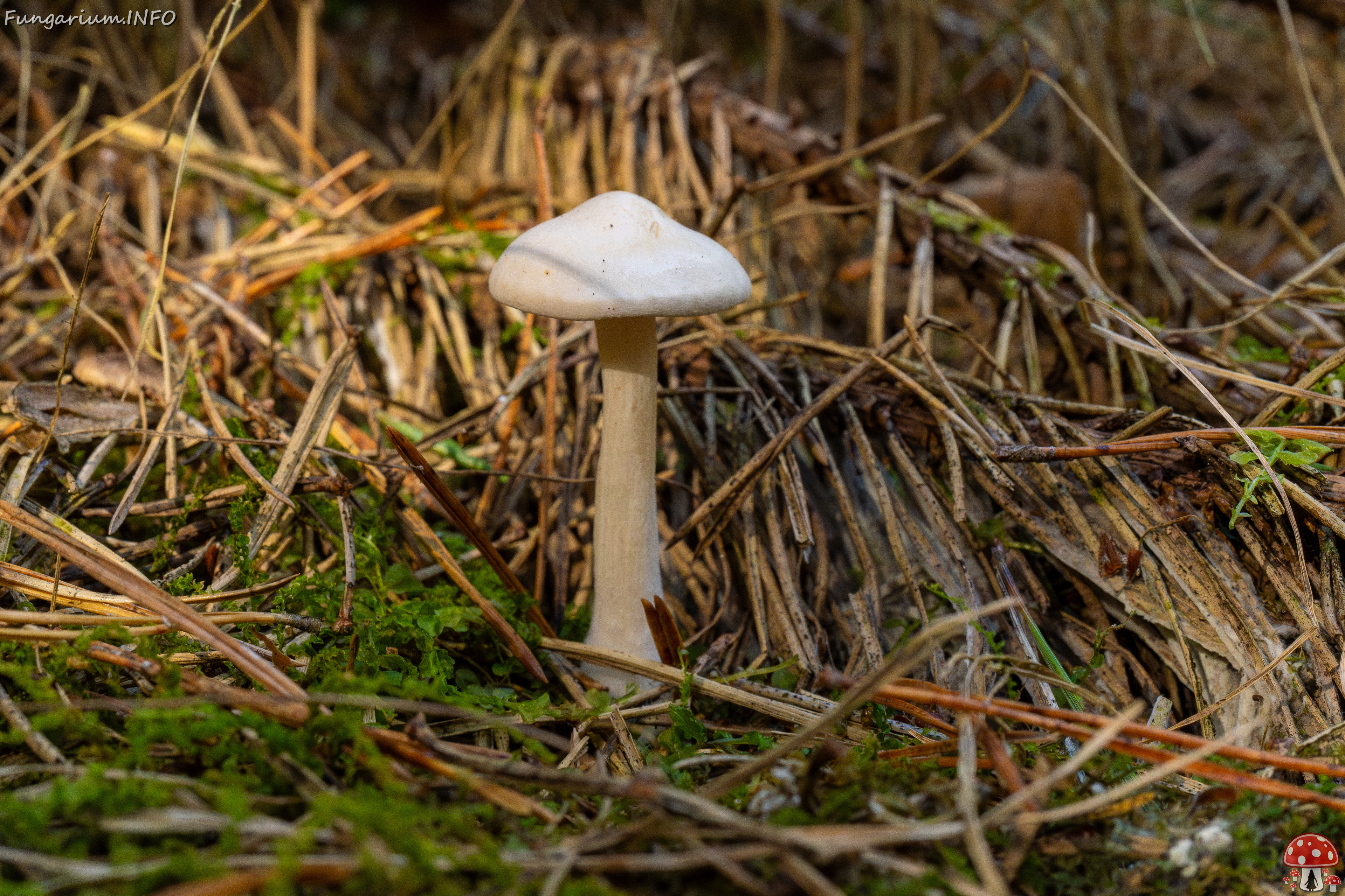 clitocybe-phyllophila_1-31 