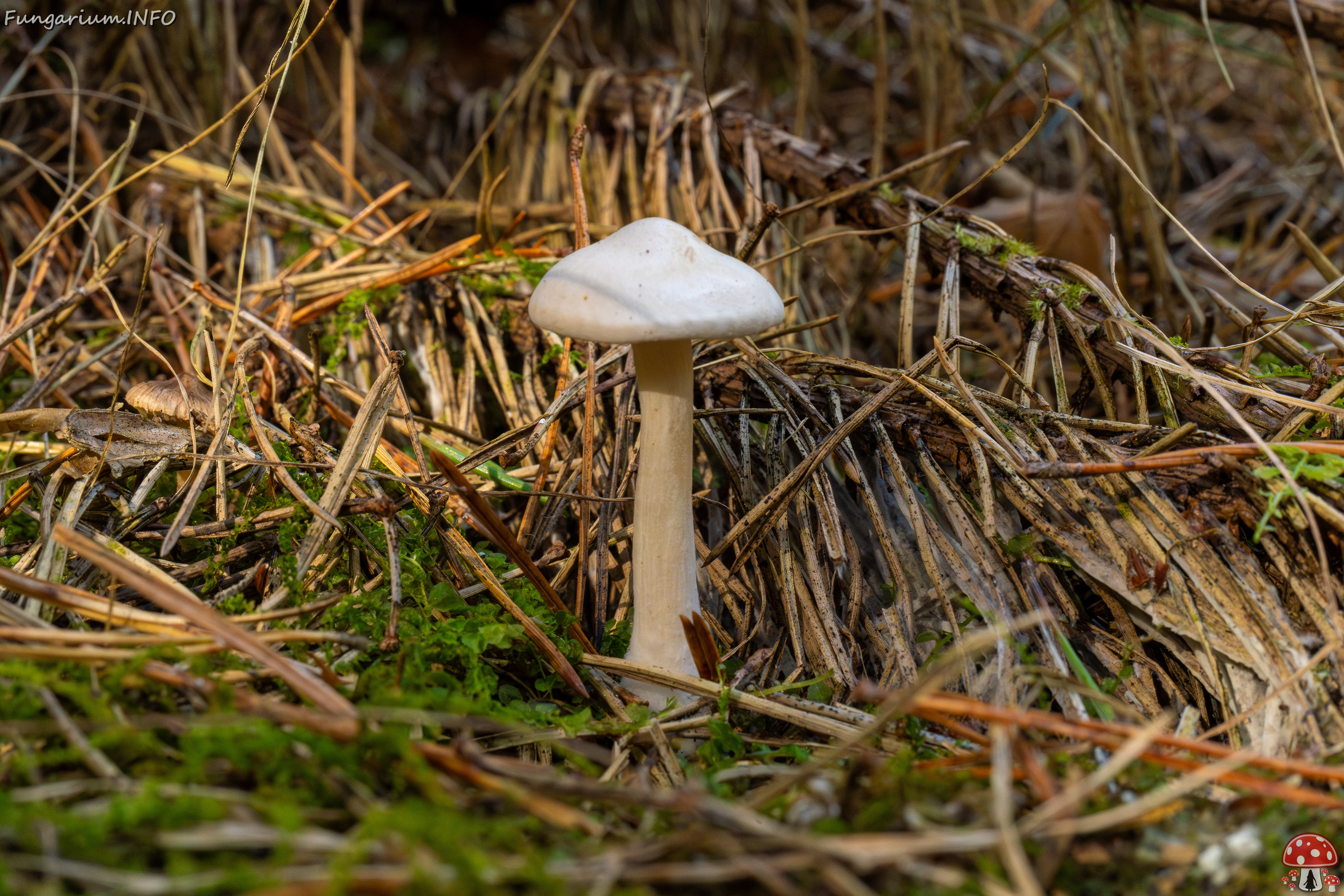 clitocybe-phyllophila_1-32 