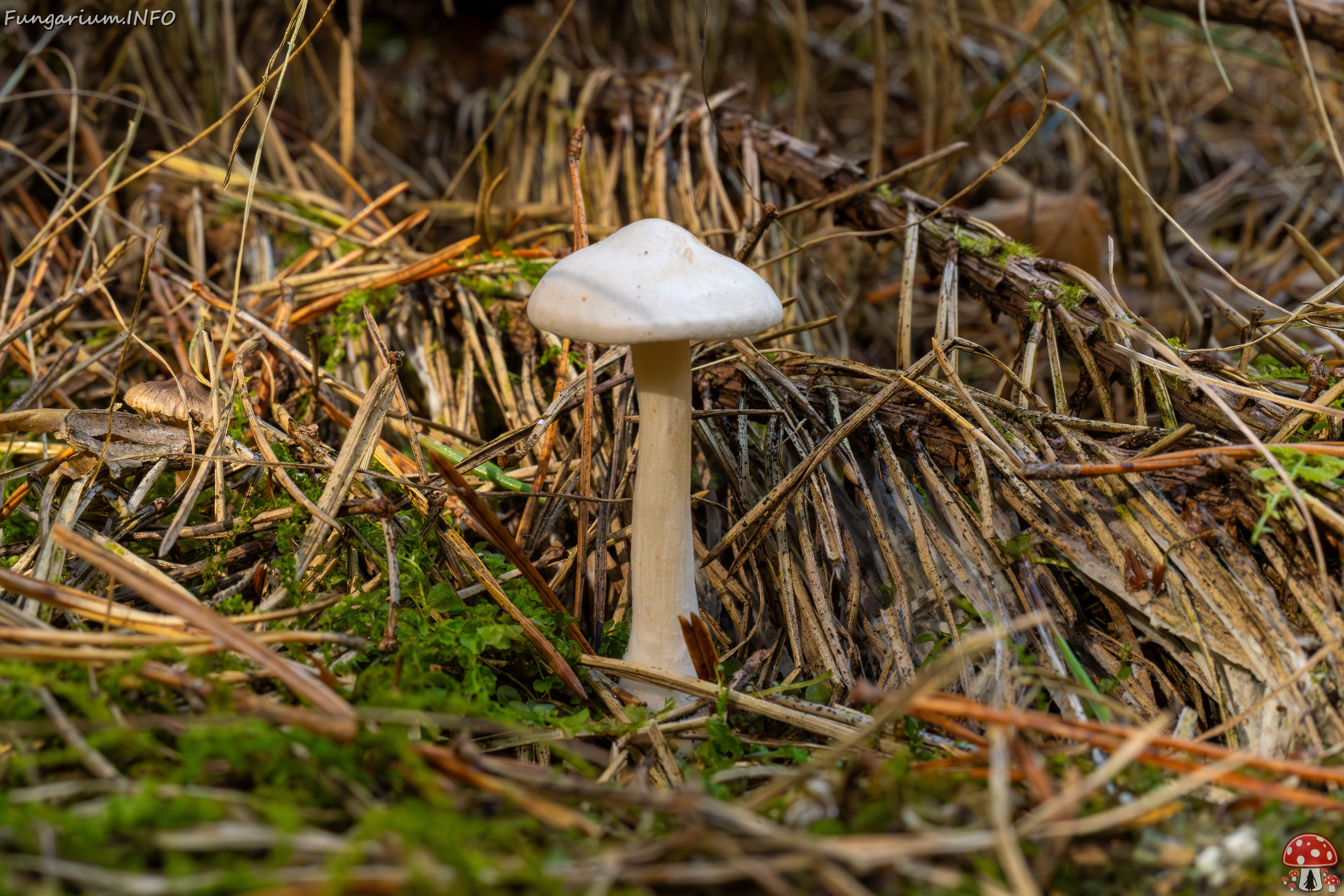 clitocybe-phyllophila_1-33 