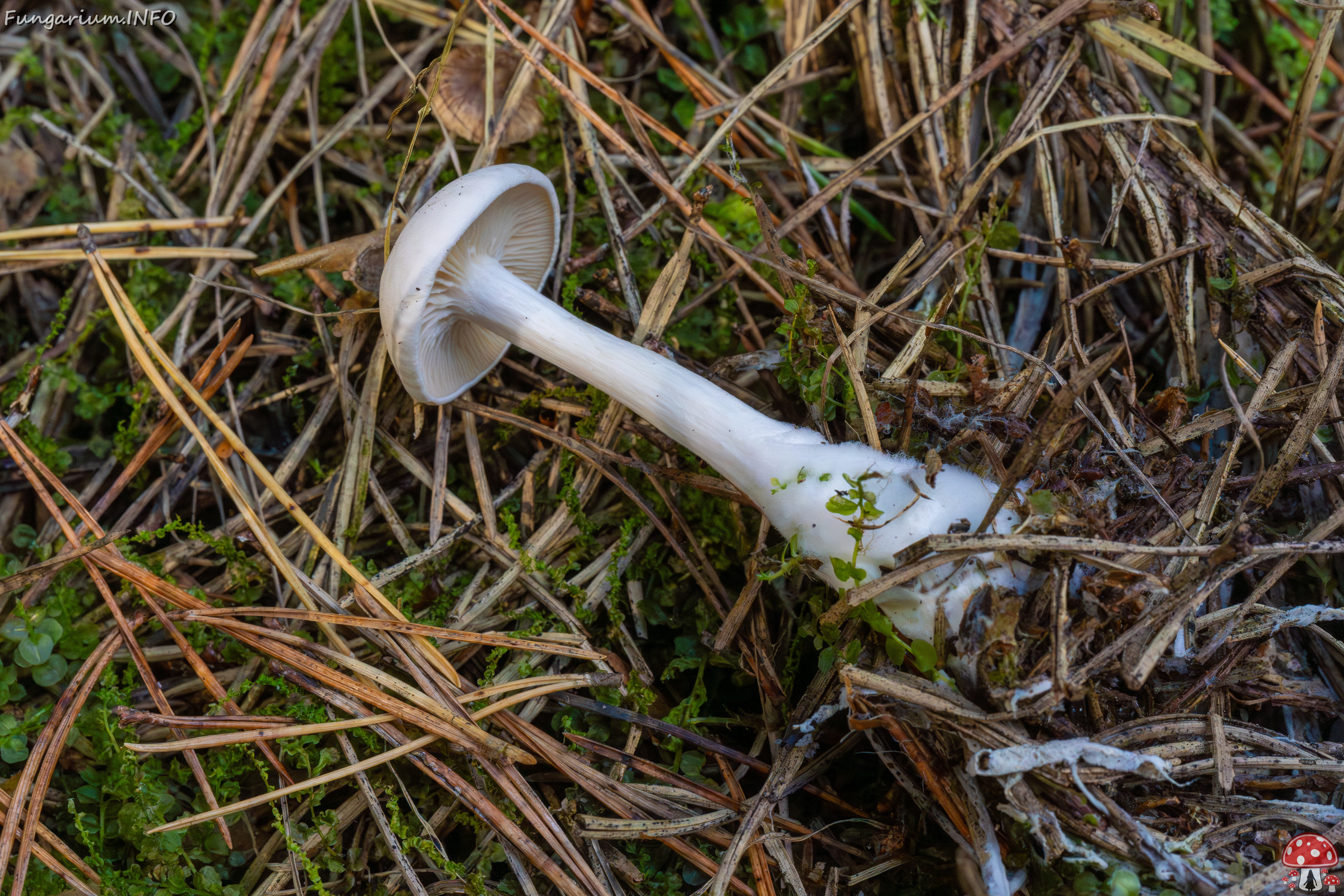 clitocybe-phyllophila_1-34 