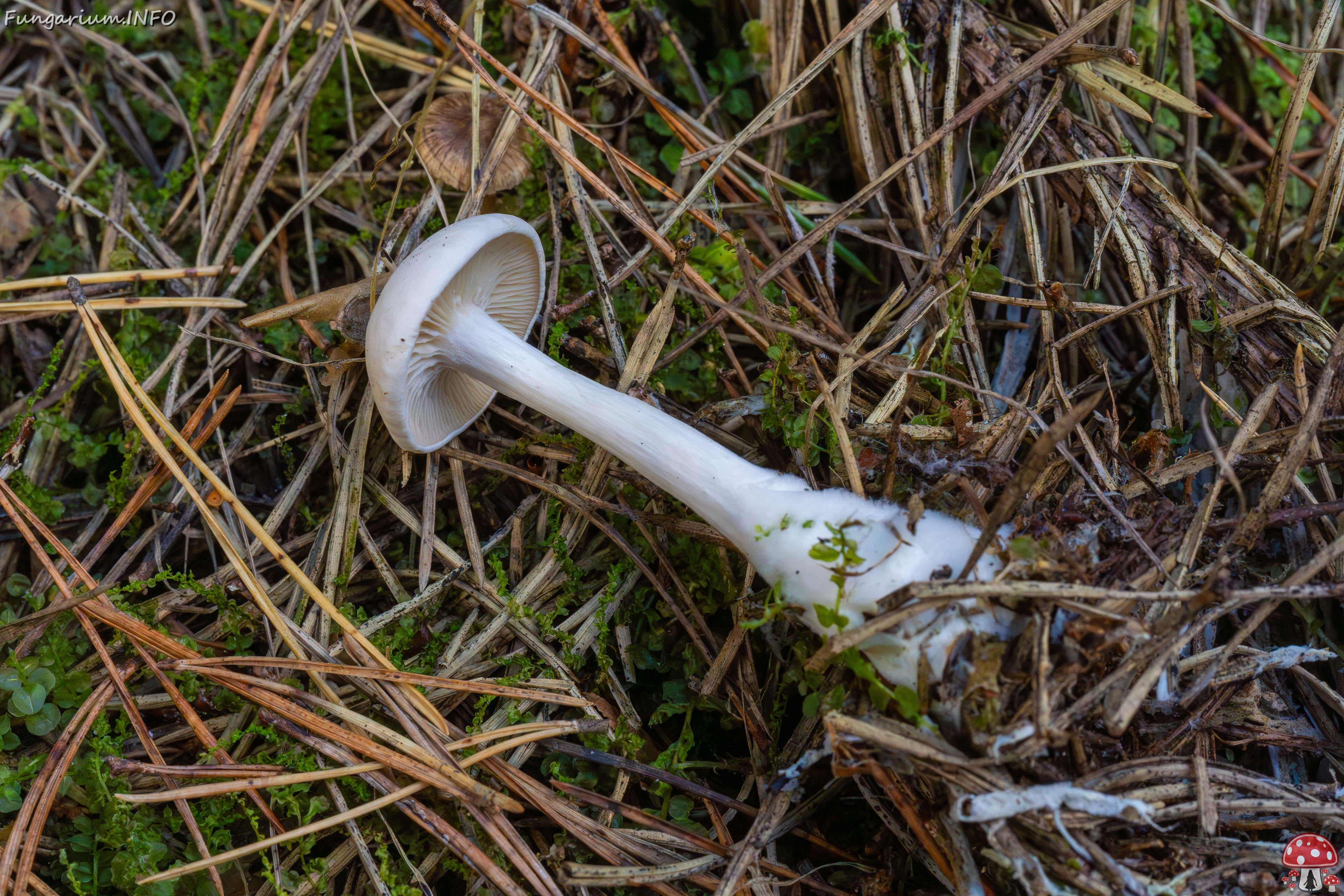 clitocybe-phyllophila_1-35 