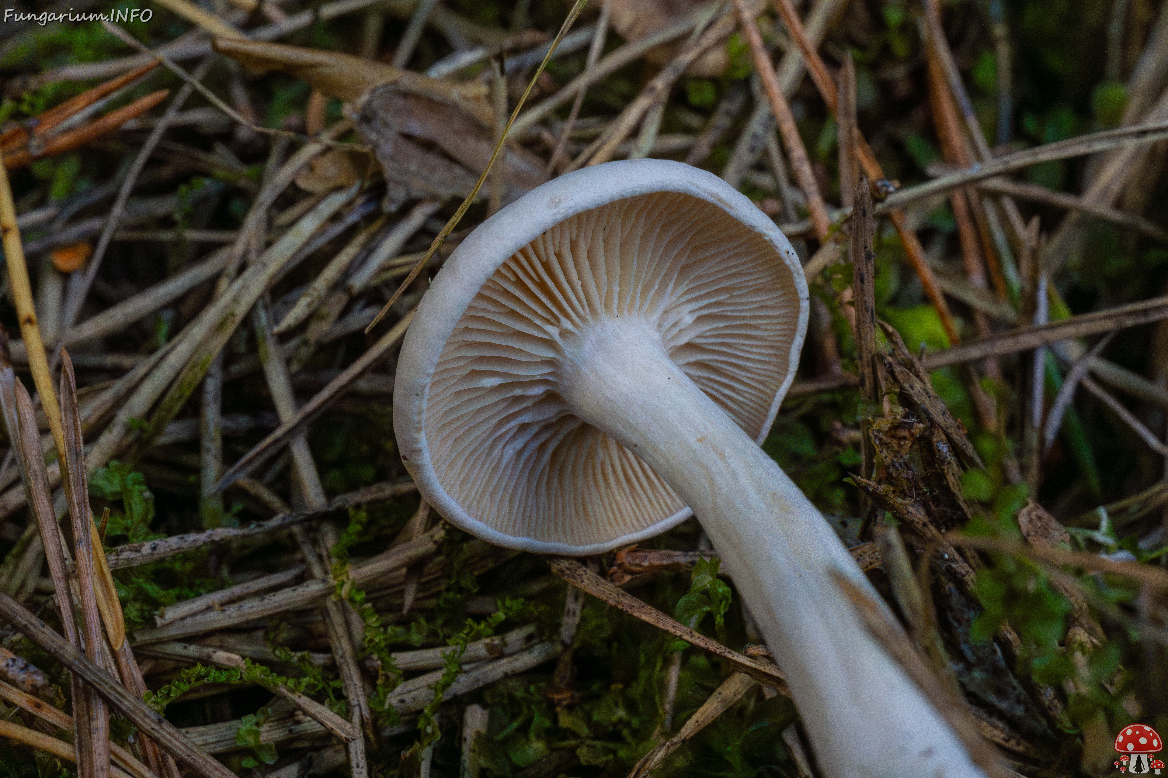 clitocybe-phyllophila_1-36 