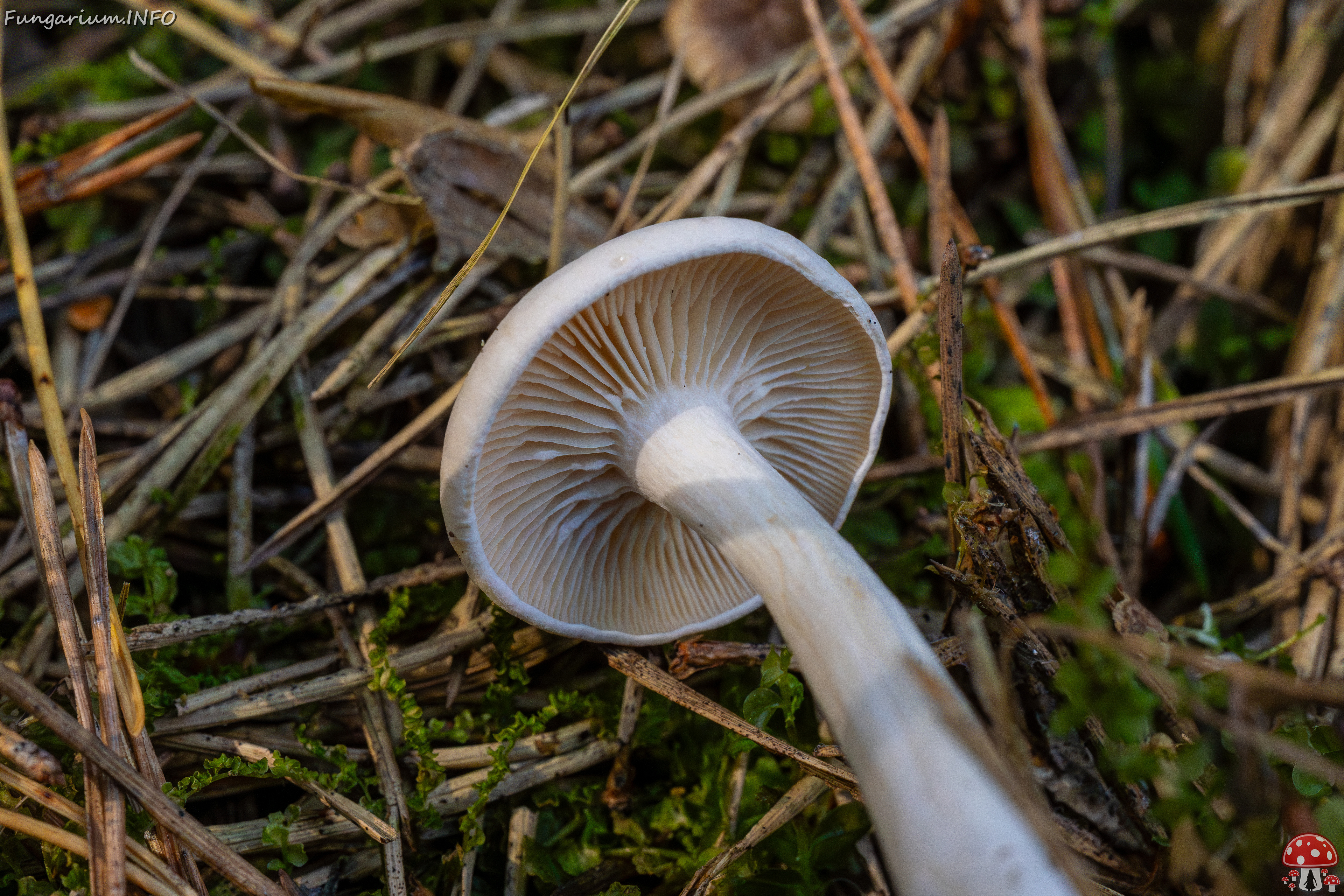 clitocybe-phyllophila_1-37 