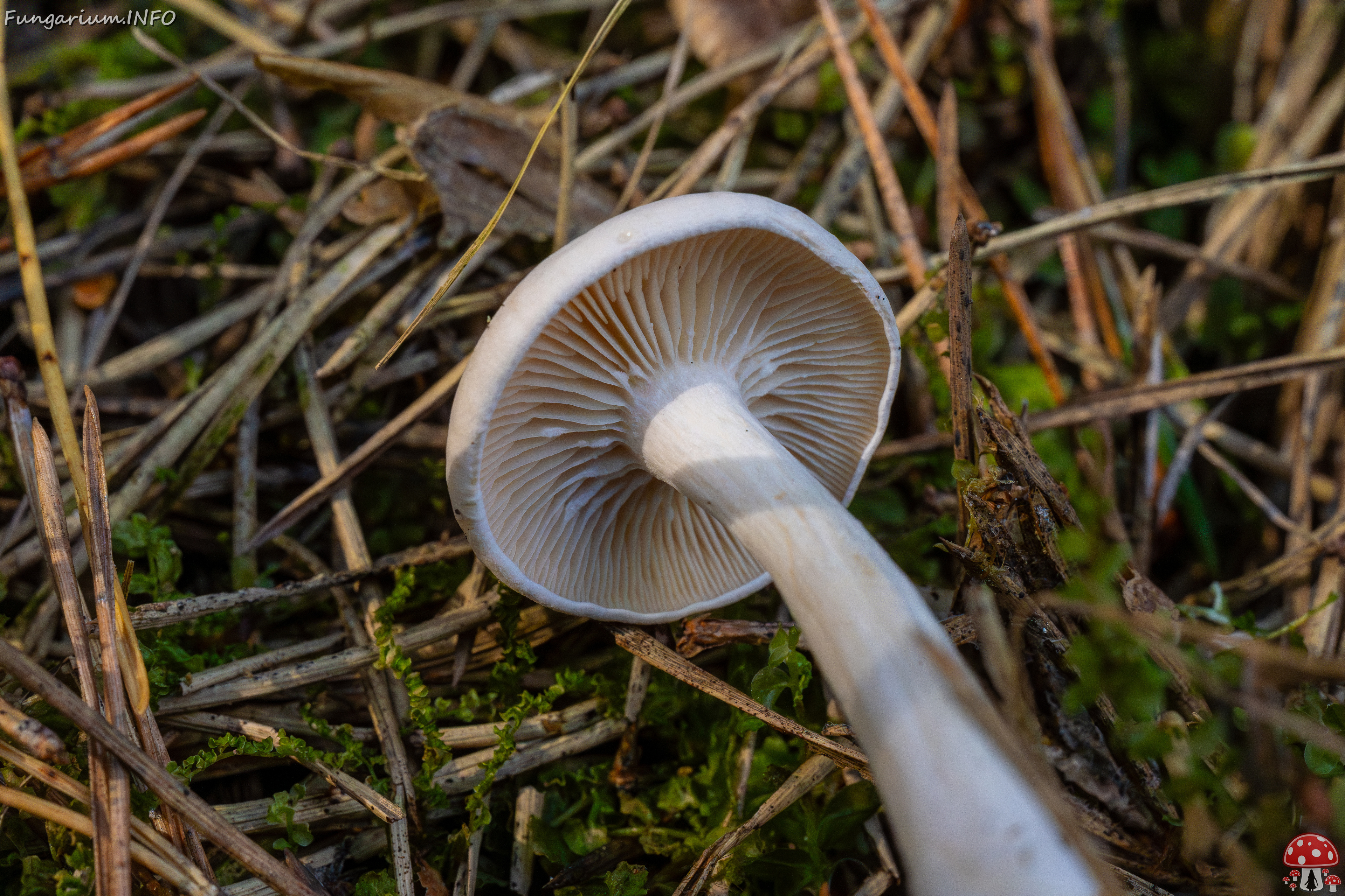 clitocybe-phyllophila_1-38 