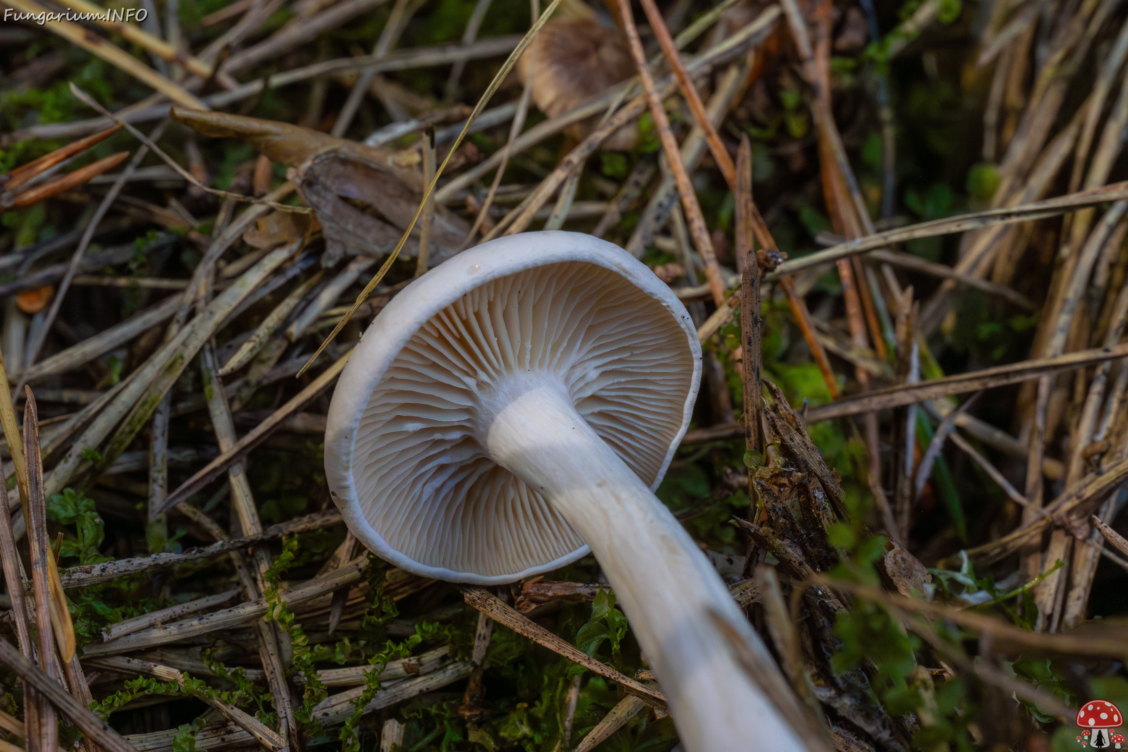 clitocybe-phyllophila_1-39 