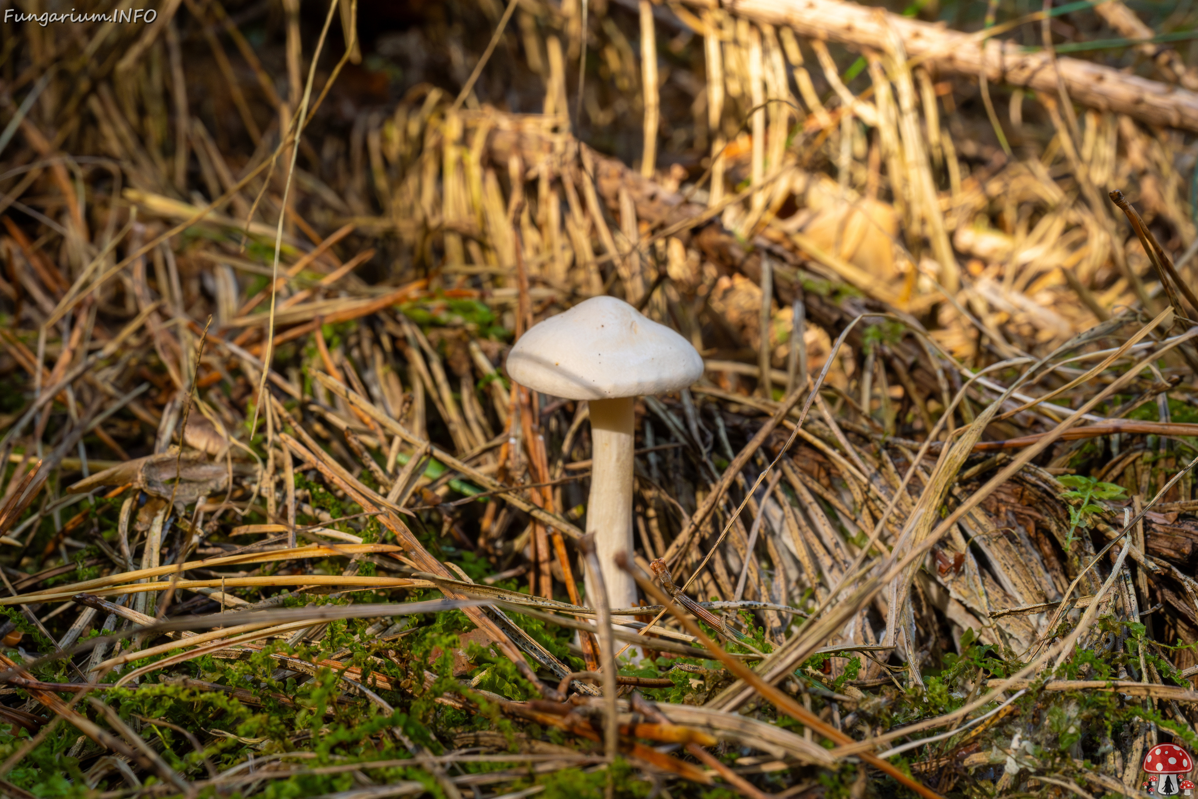 clitocybe-phyllophila_1-4 