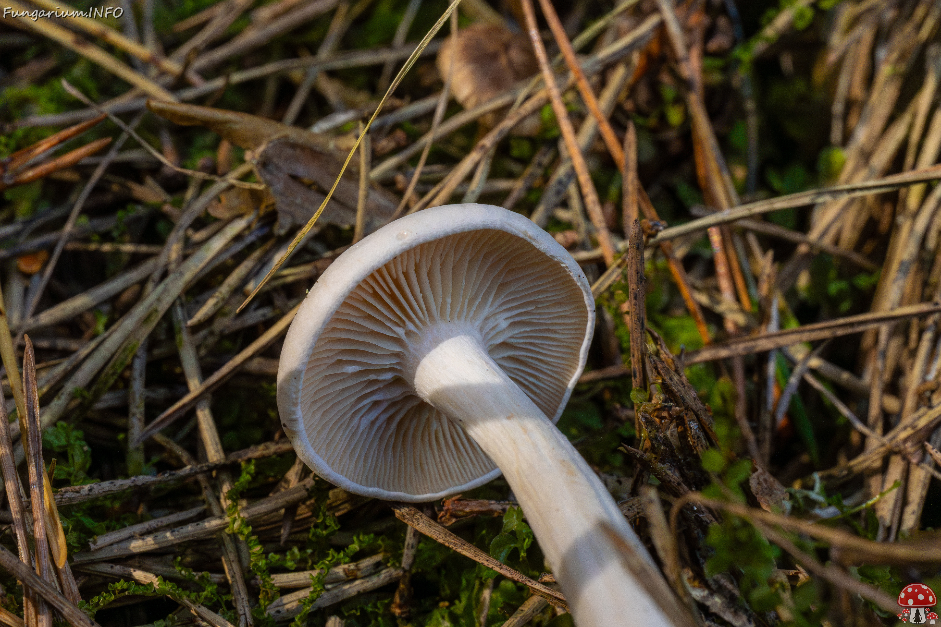 clitocybe-phyllophila_1-40 