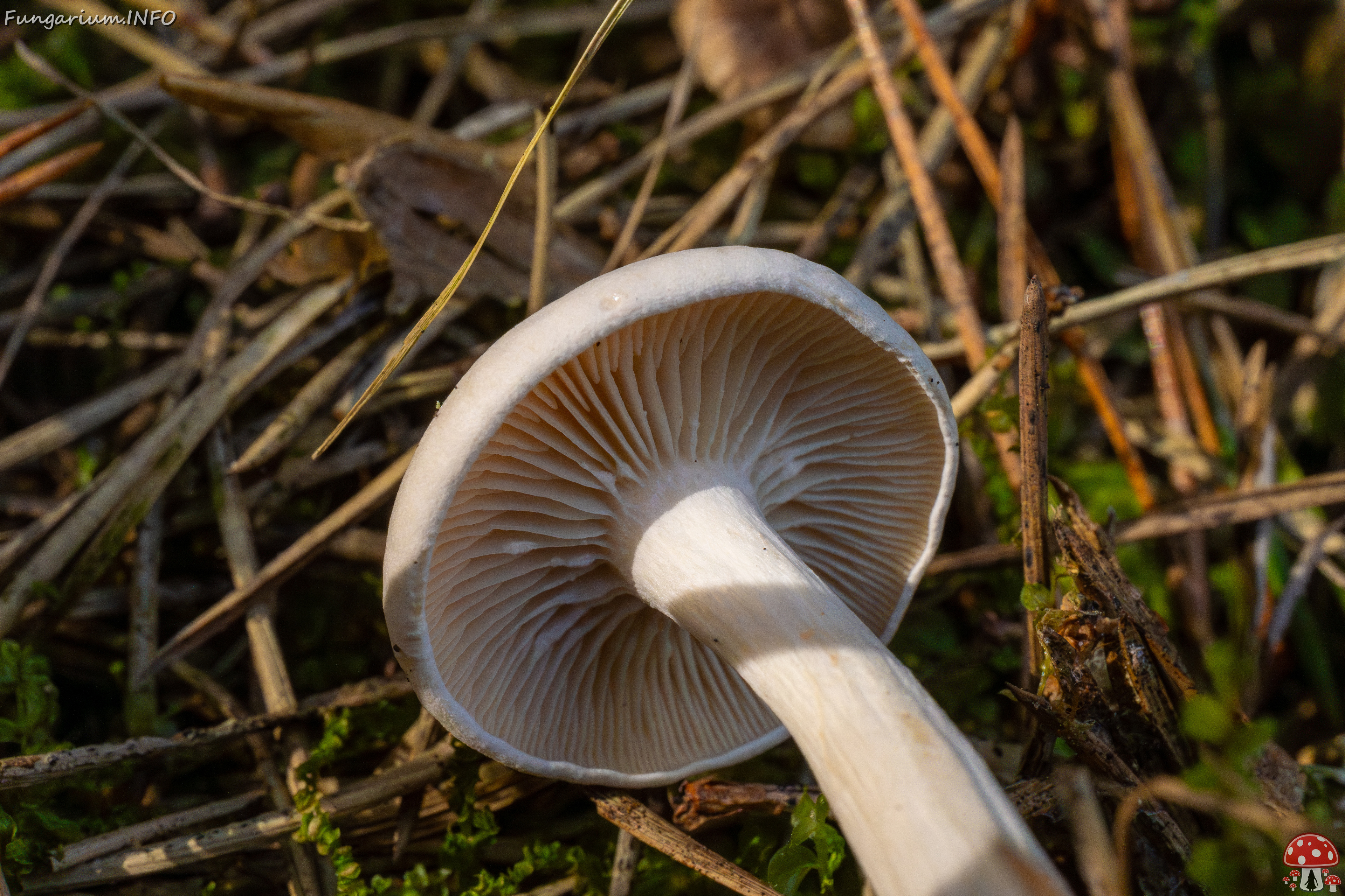 clitocybe-phyllophila_1-41 