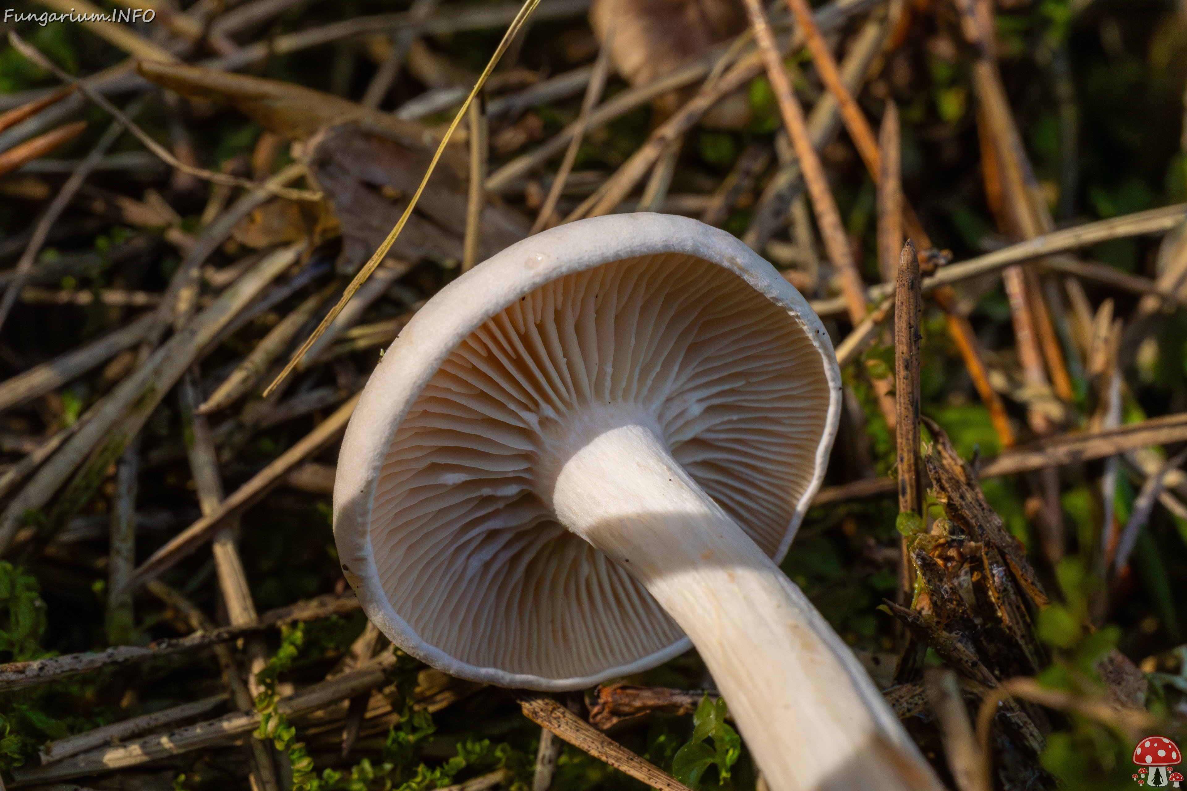 clitocybe-phyllophila_1-42 