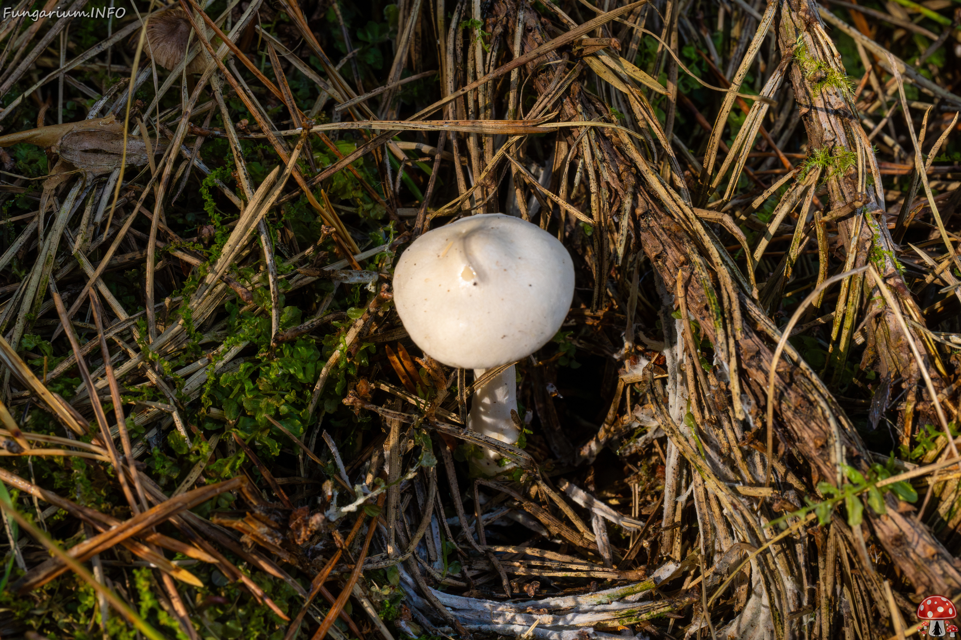 clitocybe-phyllophila_1-43 