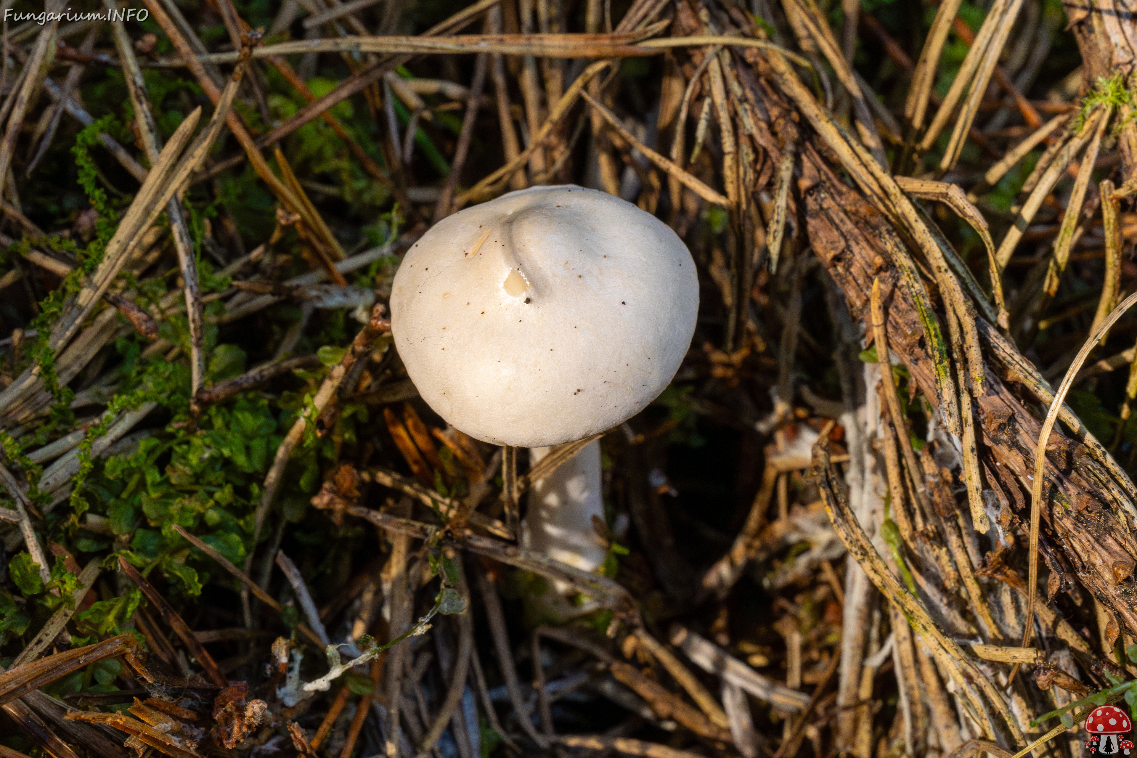 clitocybe-phyllophila_1-44 