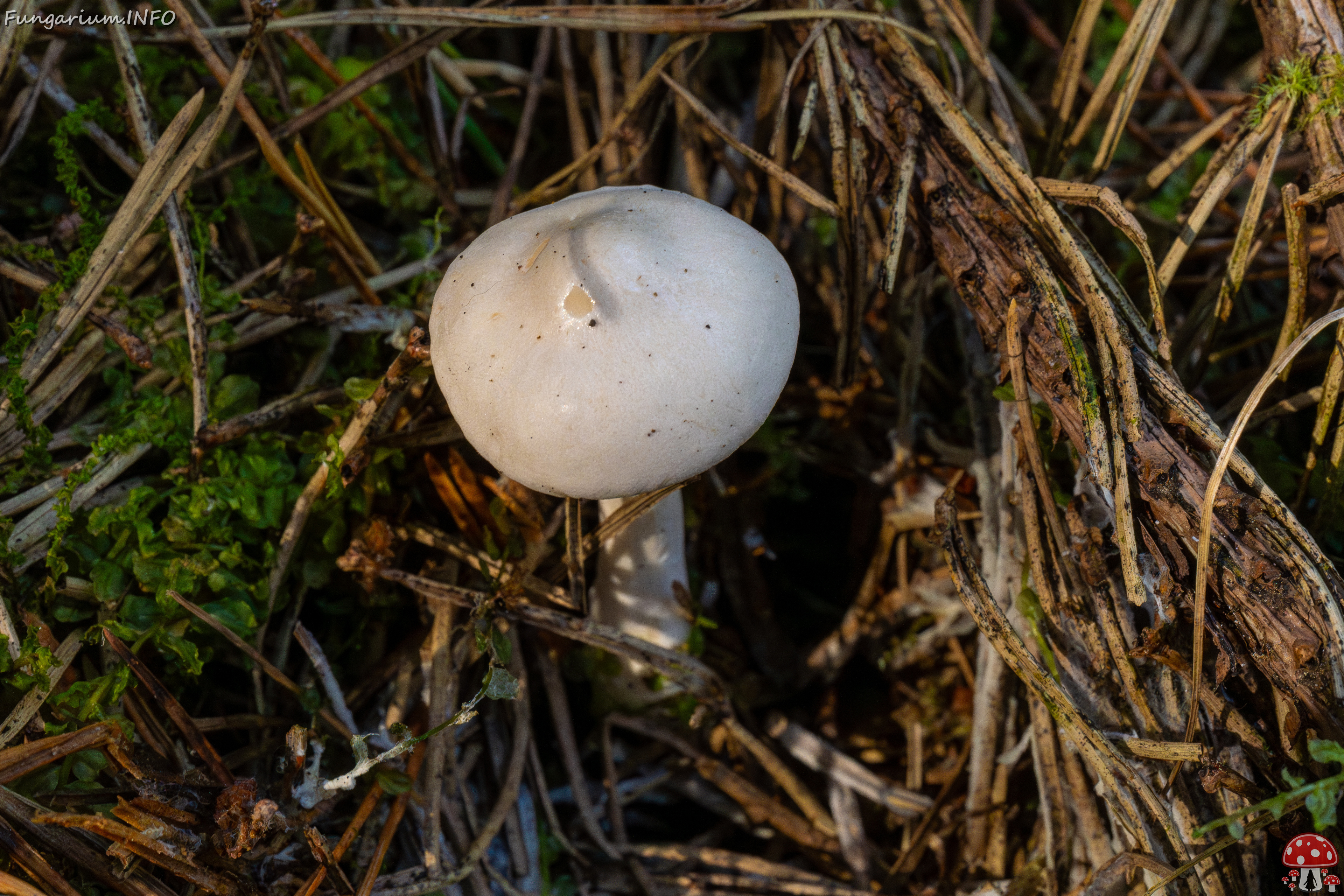 clitocybe-phyllophila_1-45 