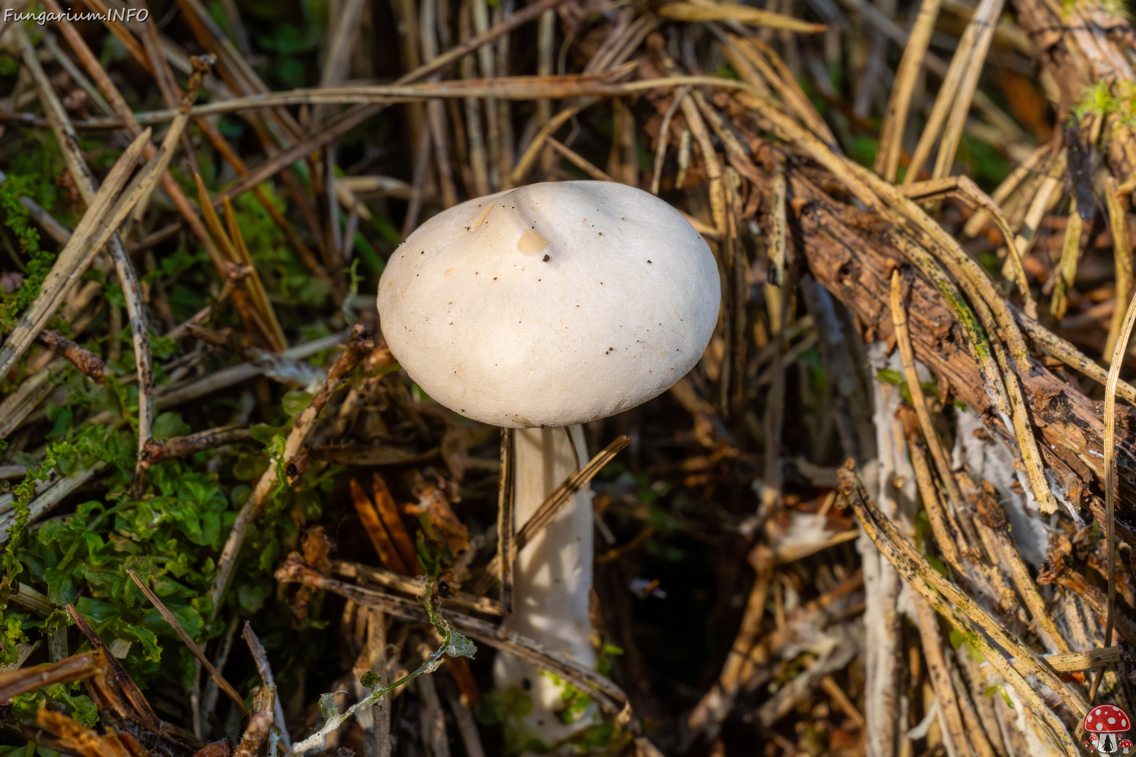 clitocybe-phyllophila_1-46 