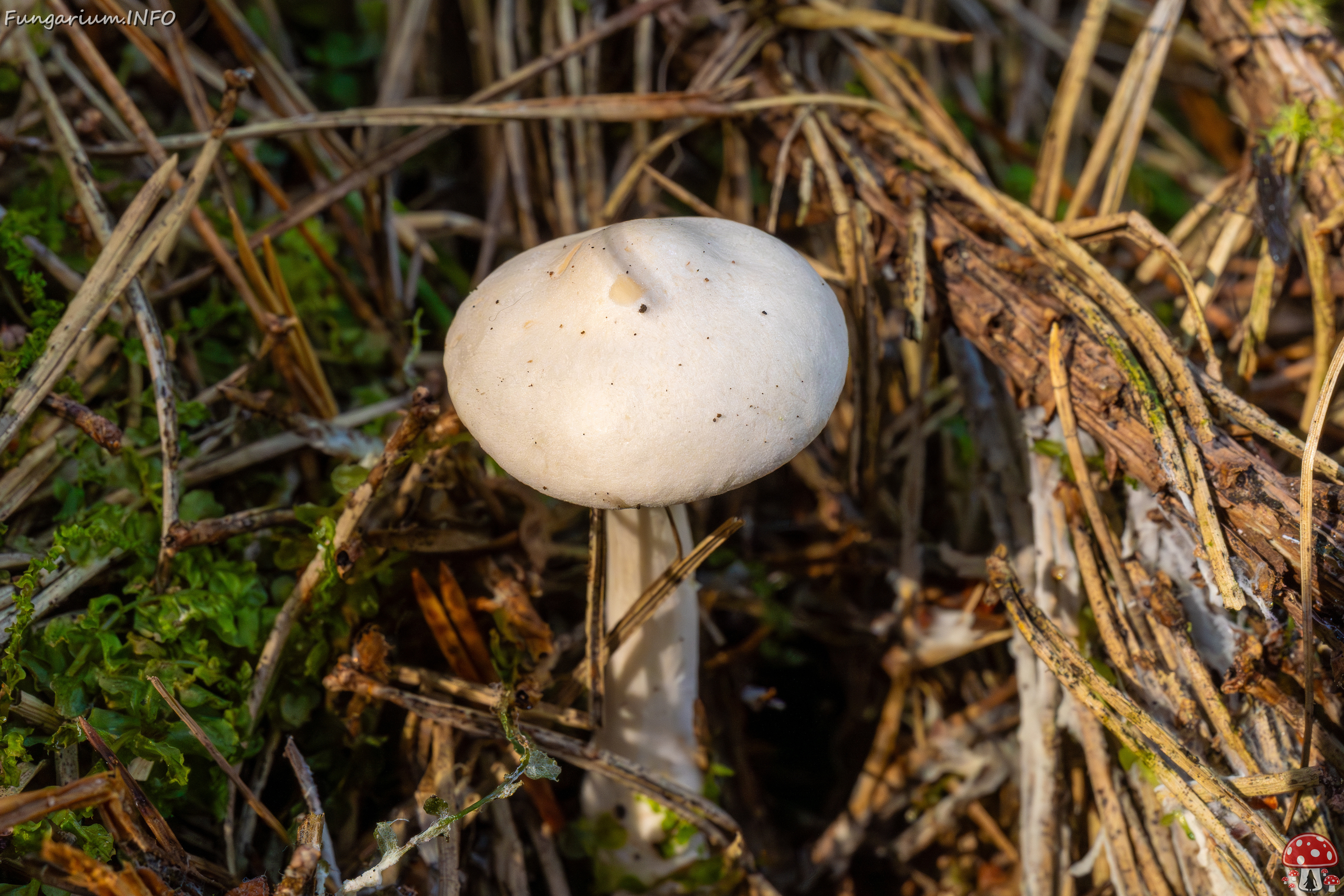 clitocybe-phyllophila_1-47 