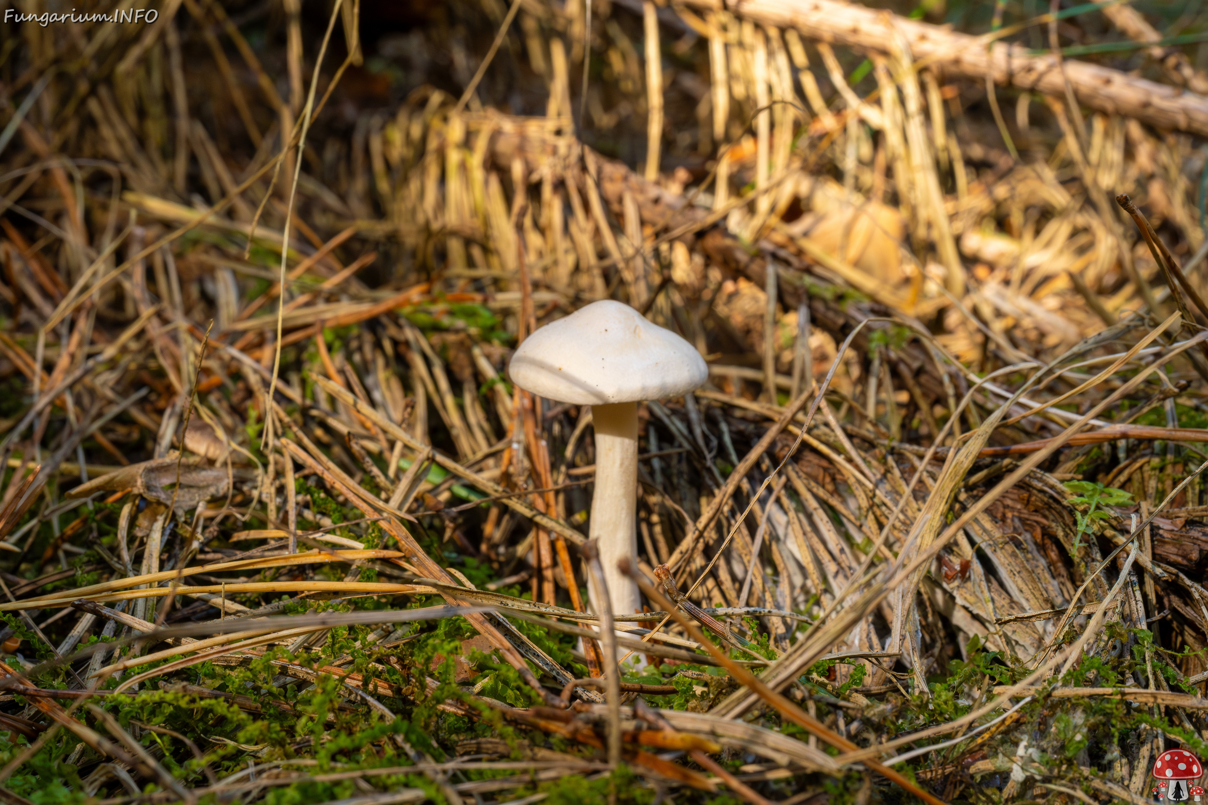 clitocybe-phyllophila_1-5 