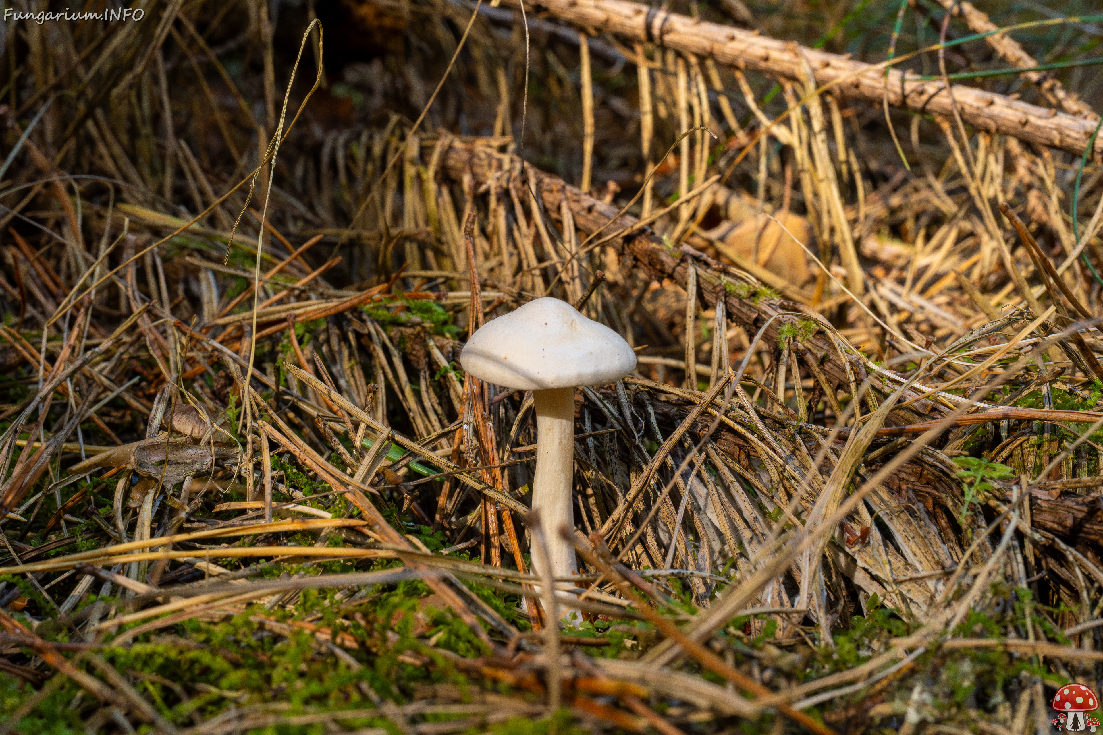 clitocybe-phyllophila_1-6 