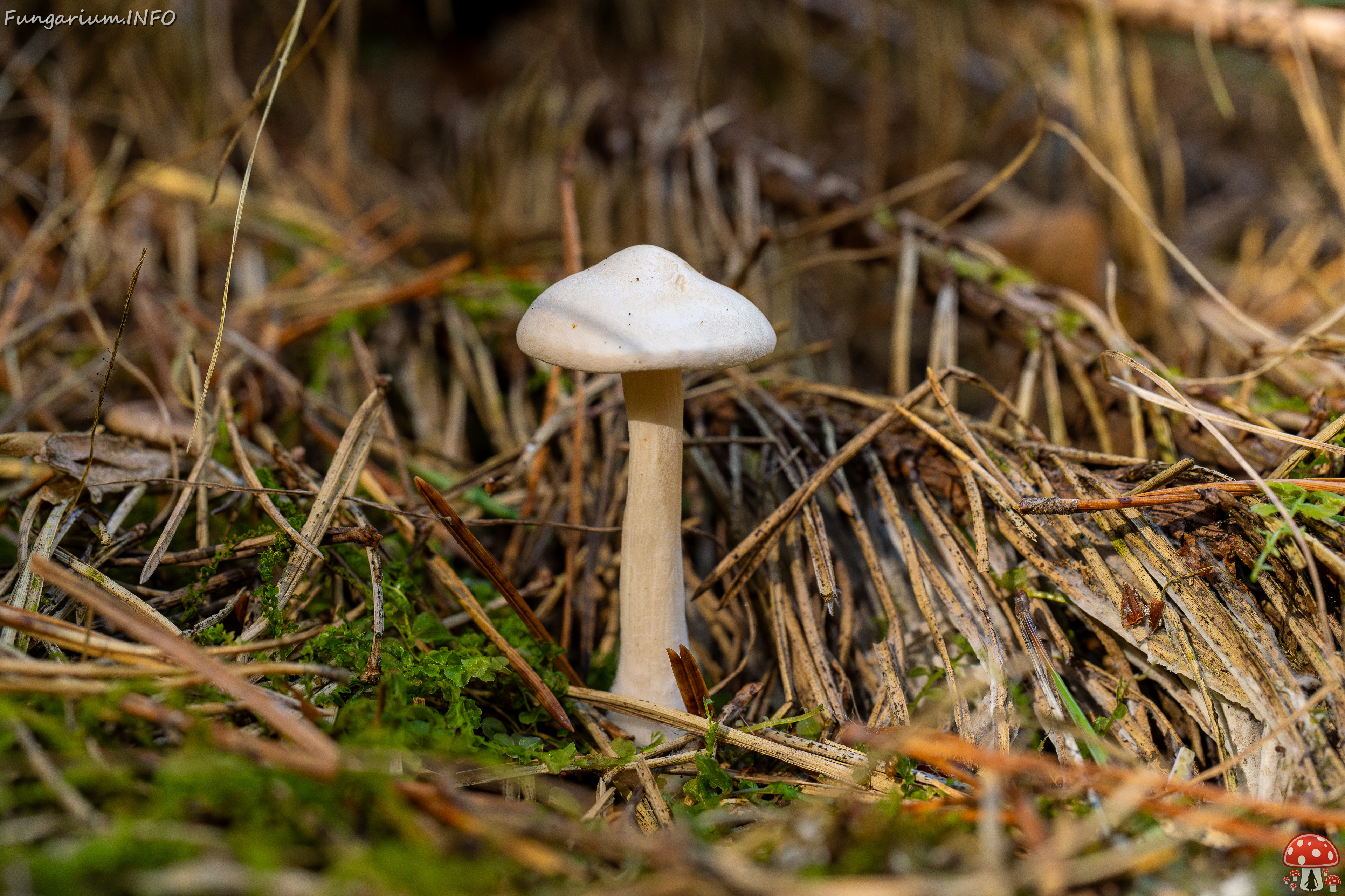 clitocybe-phyllophila_1-8 