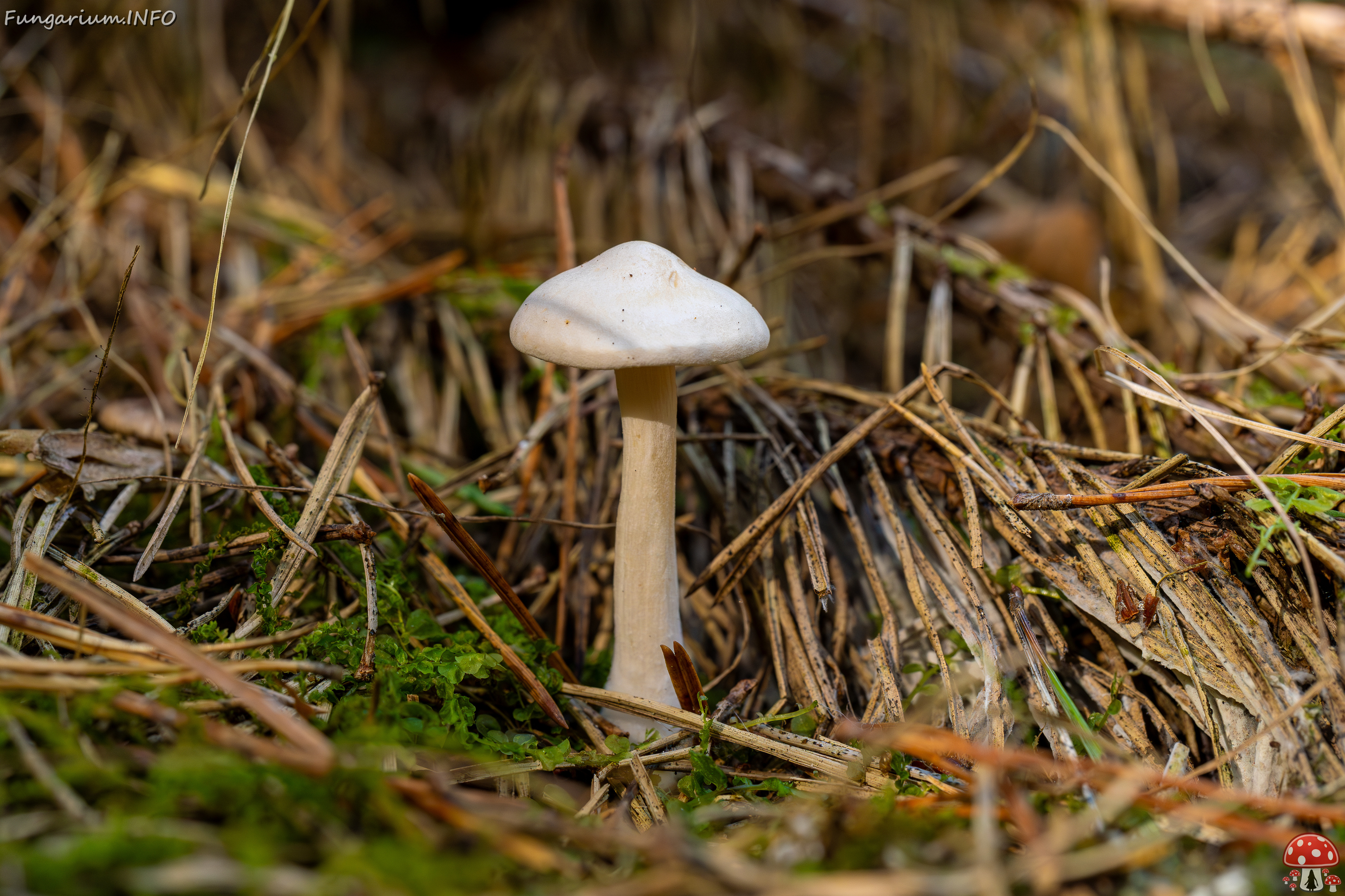 clitocybe-phyllophila_1-9 