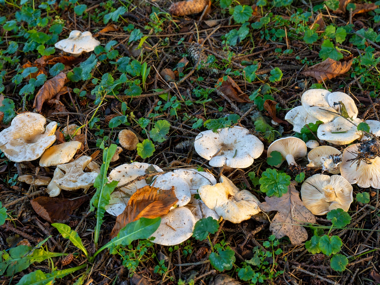 Clitocybe phyllophila _2025-11-23_1-10